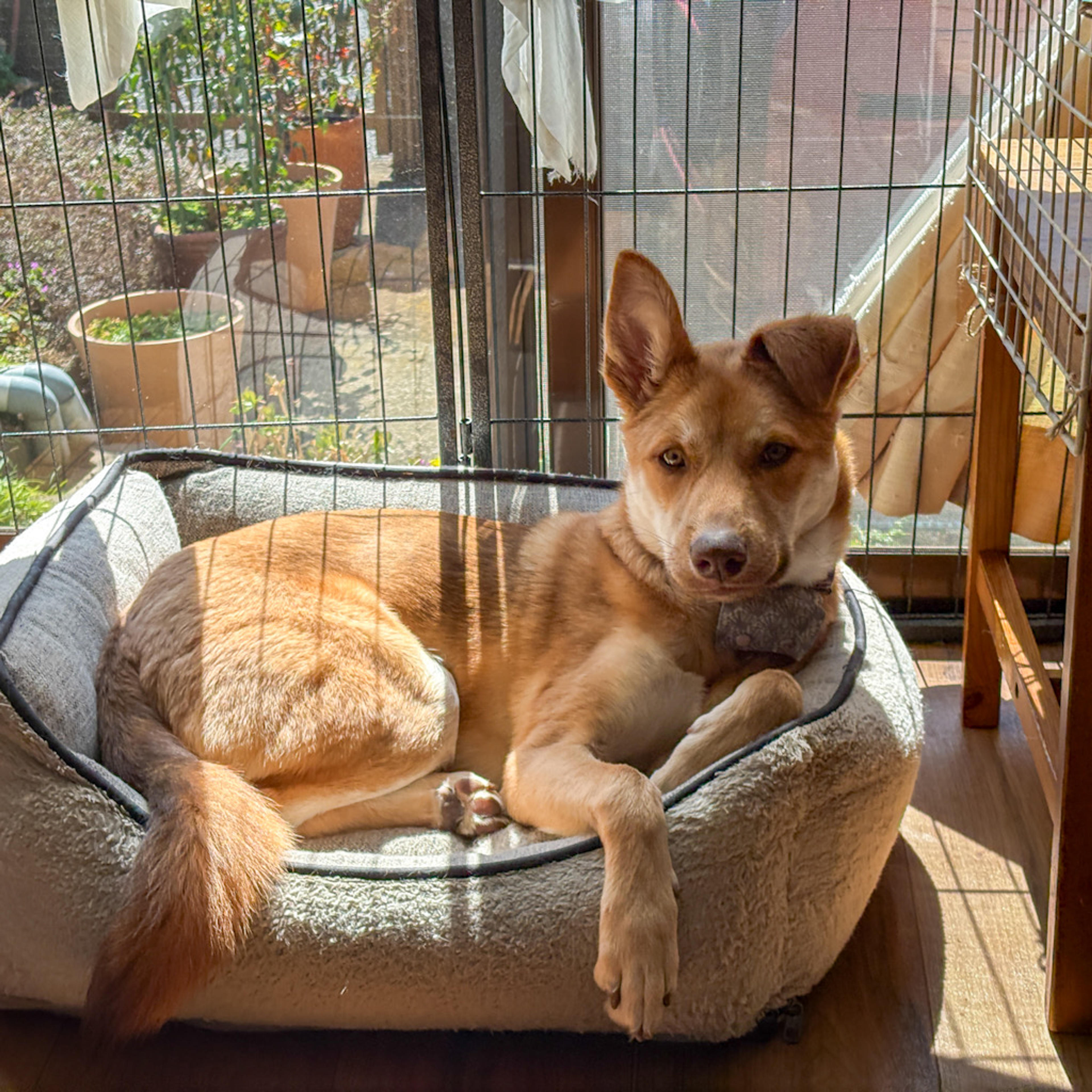 pet-image-10