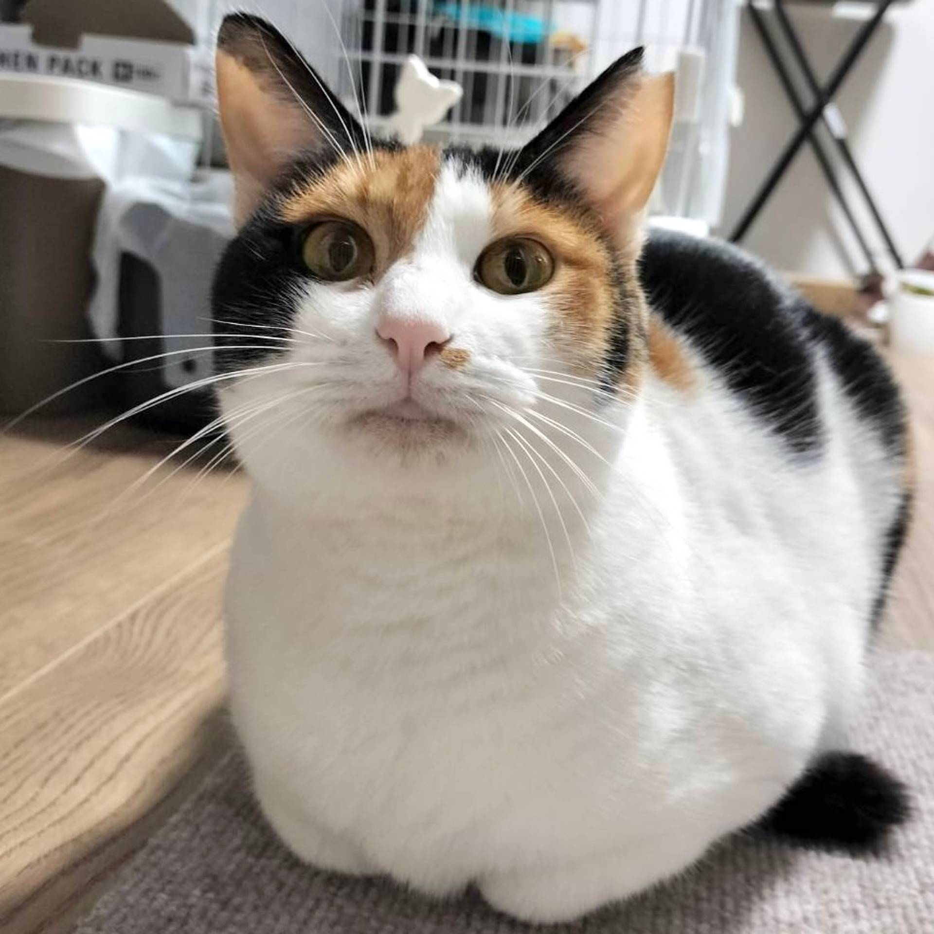 雑種（ミックス猫）・メスの里親募集の写真