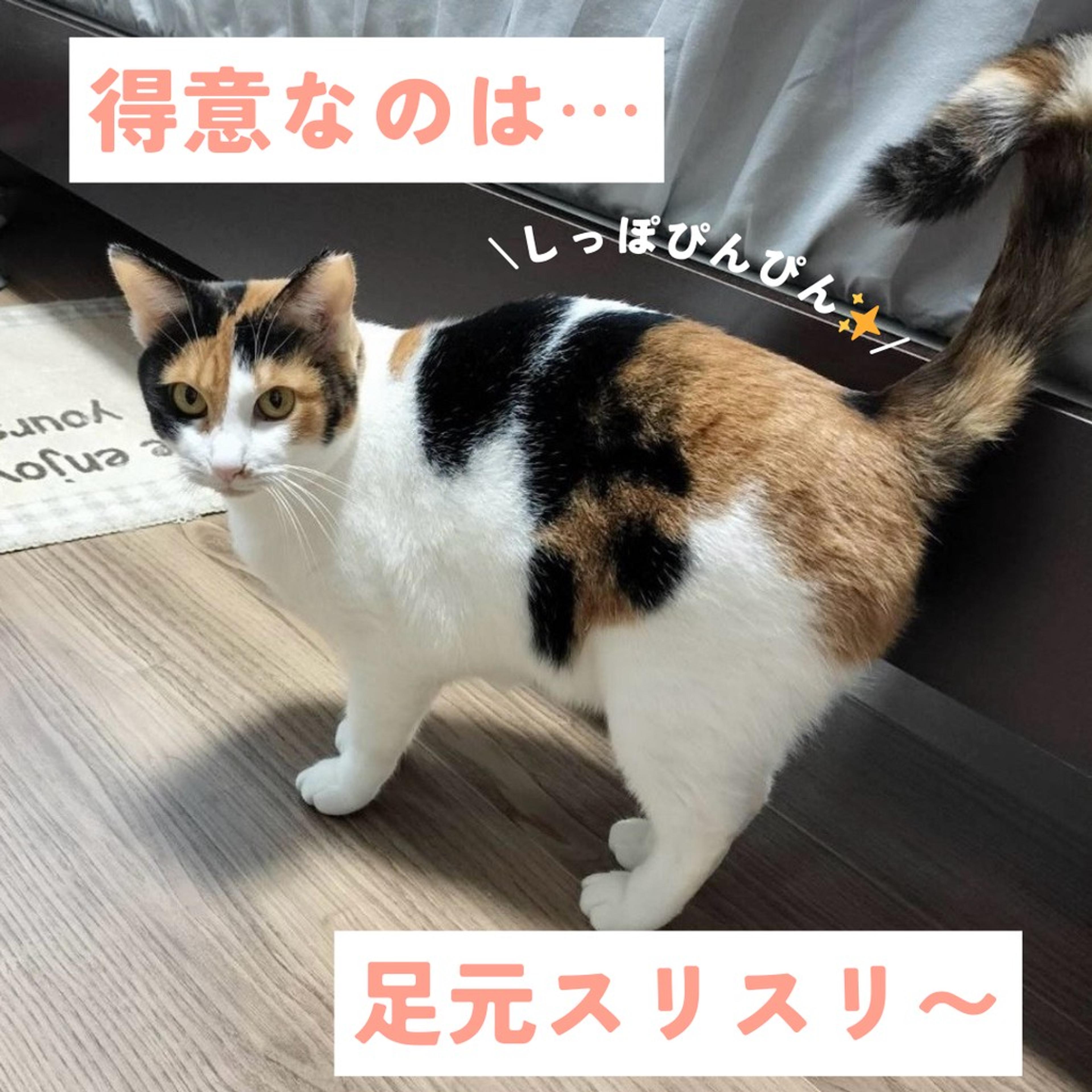 pet-image-3