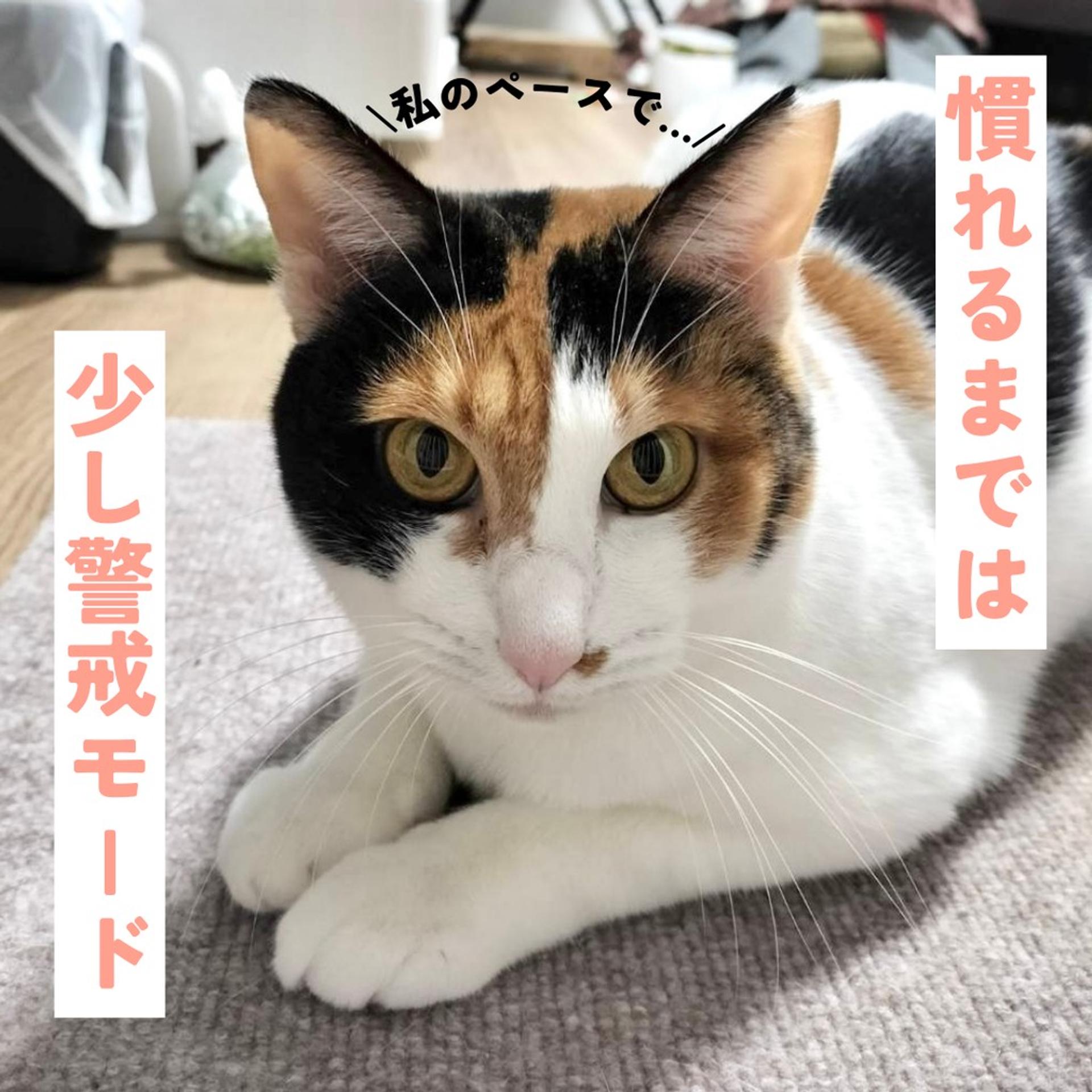 pet-image-4