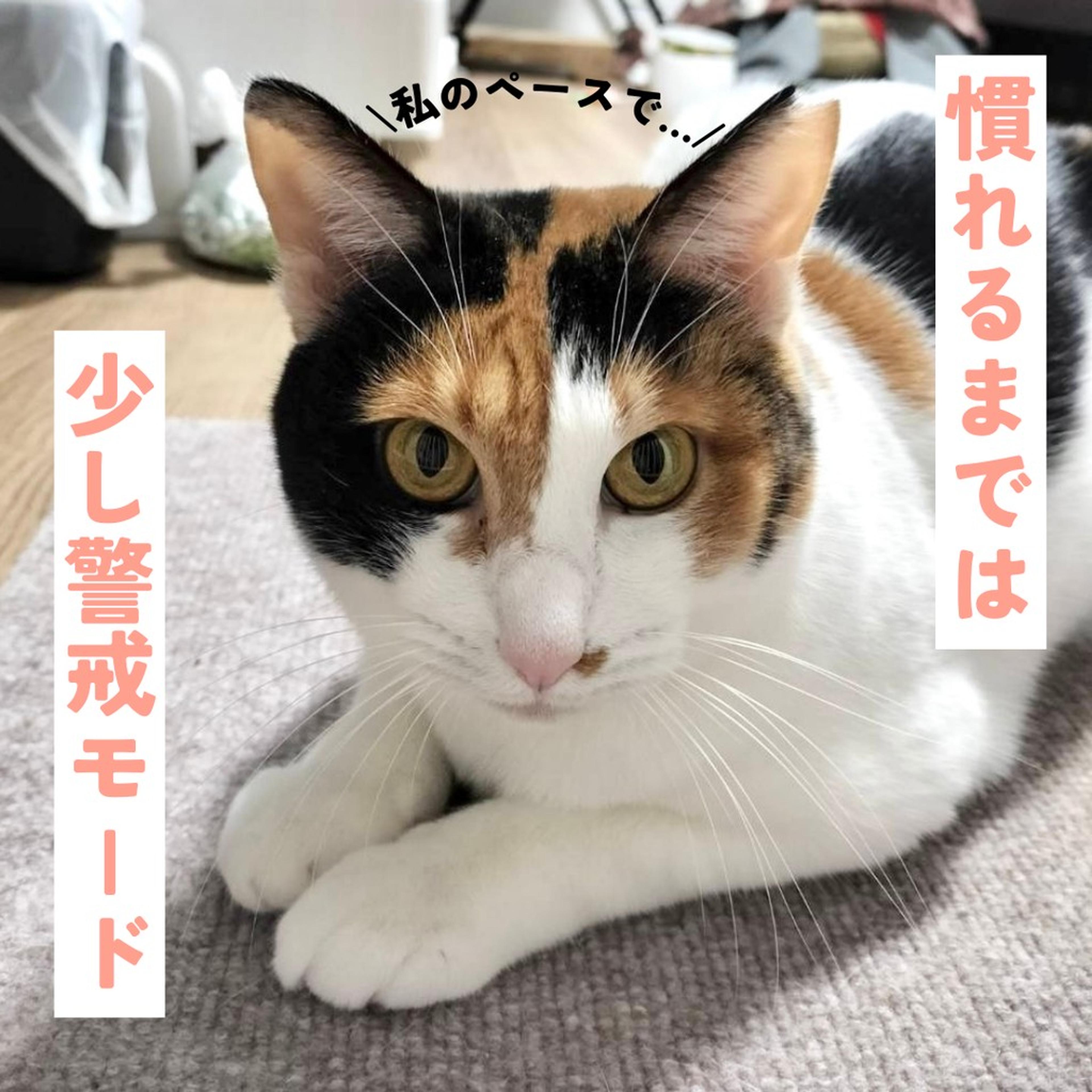 pet-image-4