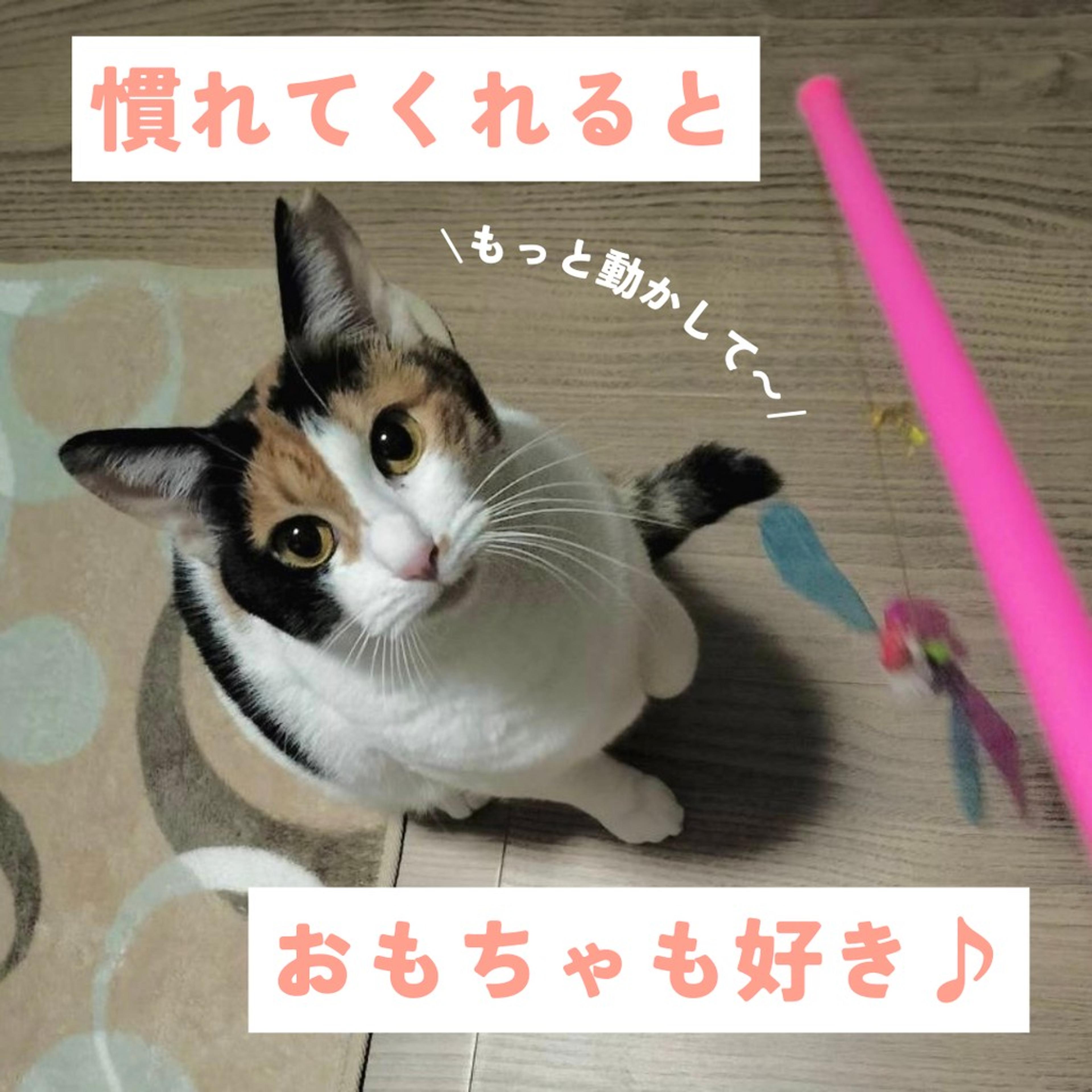pet-image-5