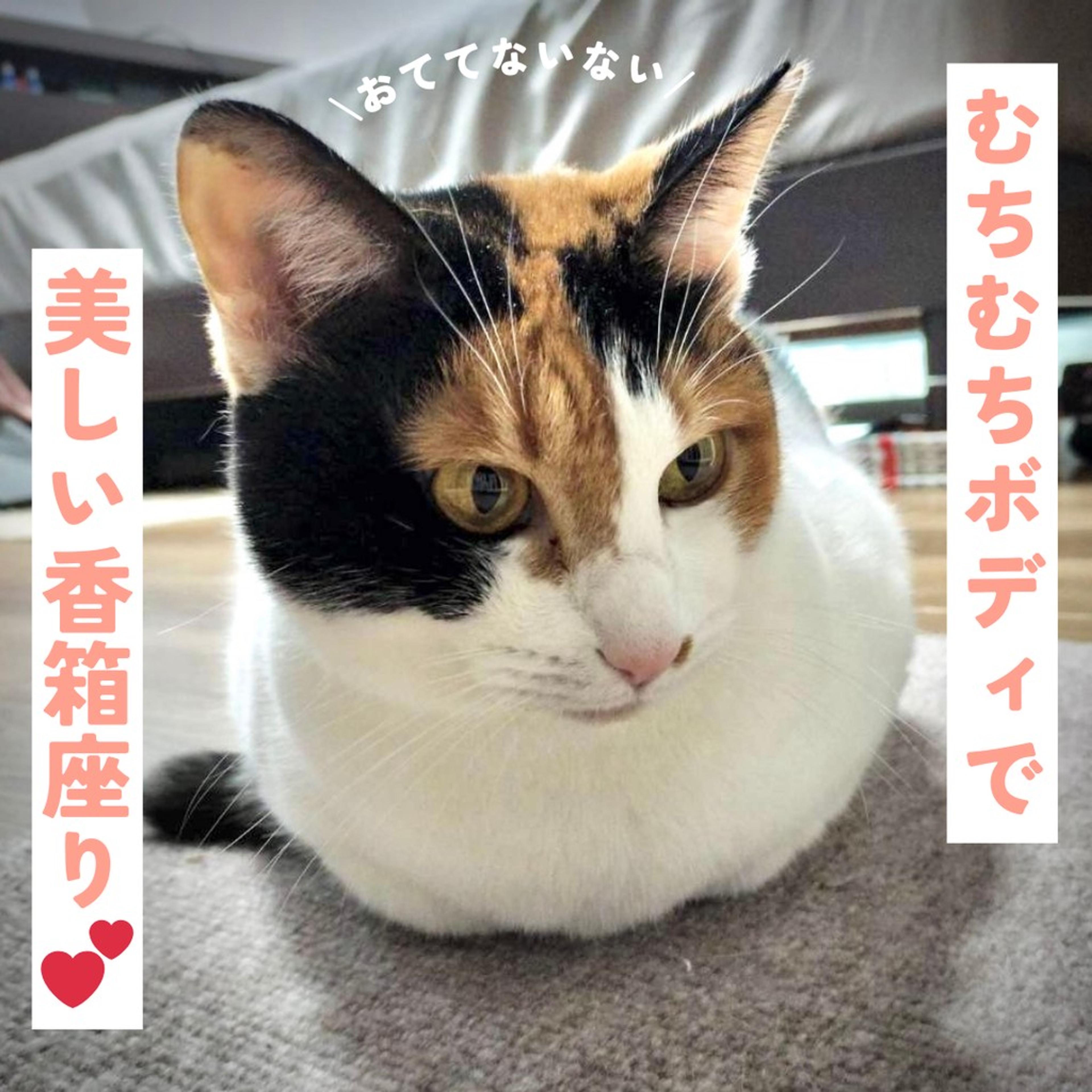 pet-image-6