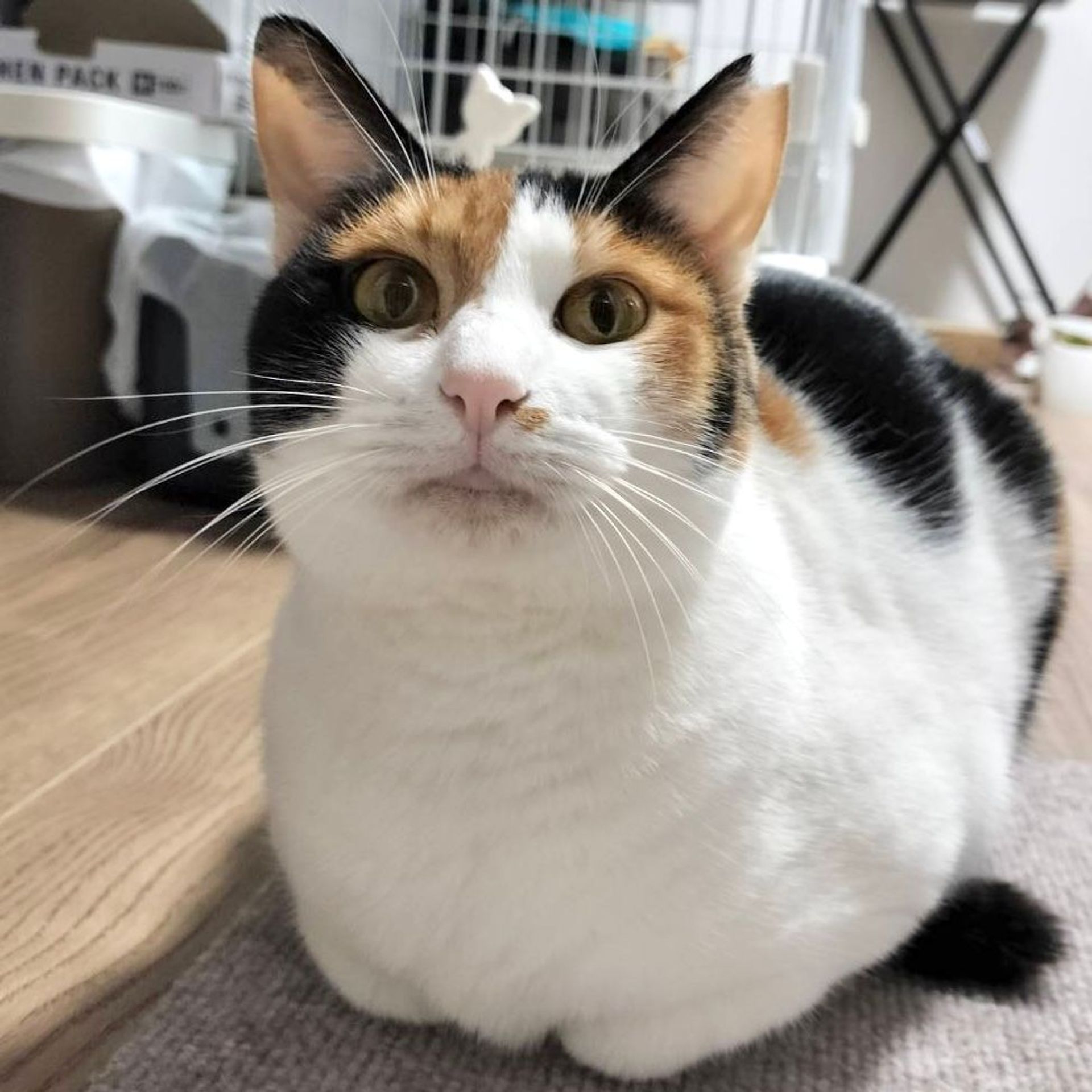 雑種（ミックス猫）・メスの里親募集の写真