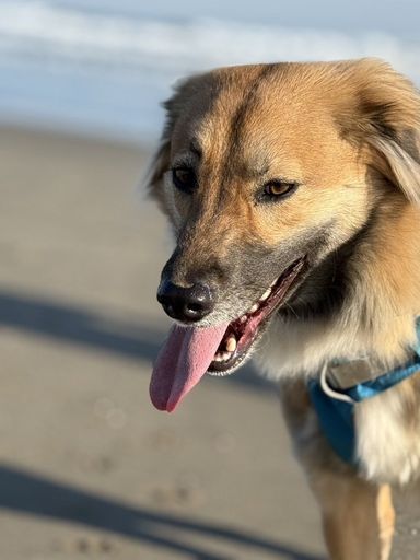 雑種（ミックス犬）・オスの里親募集の写真
