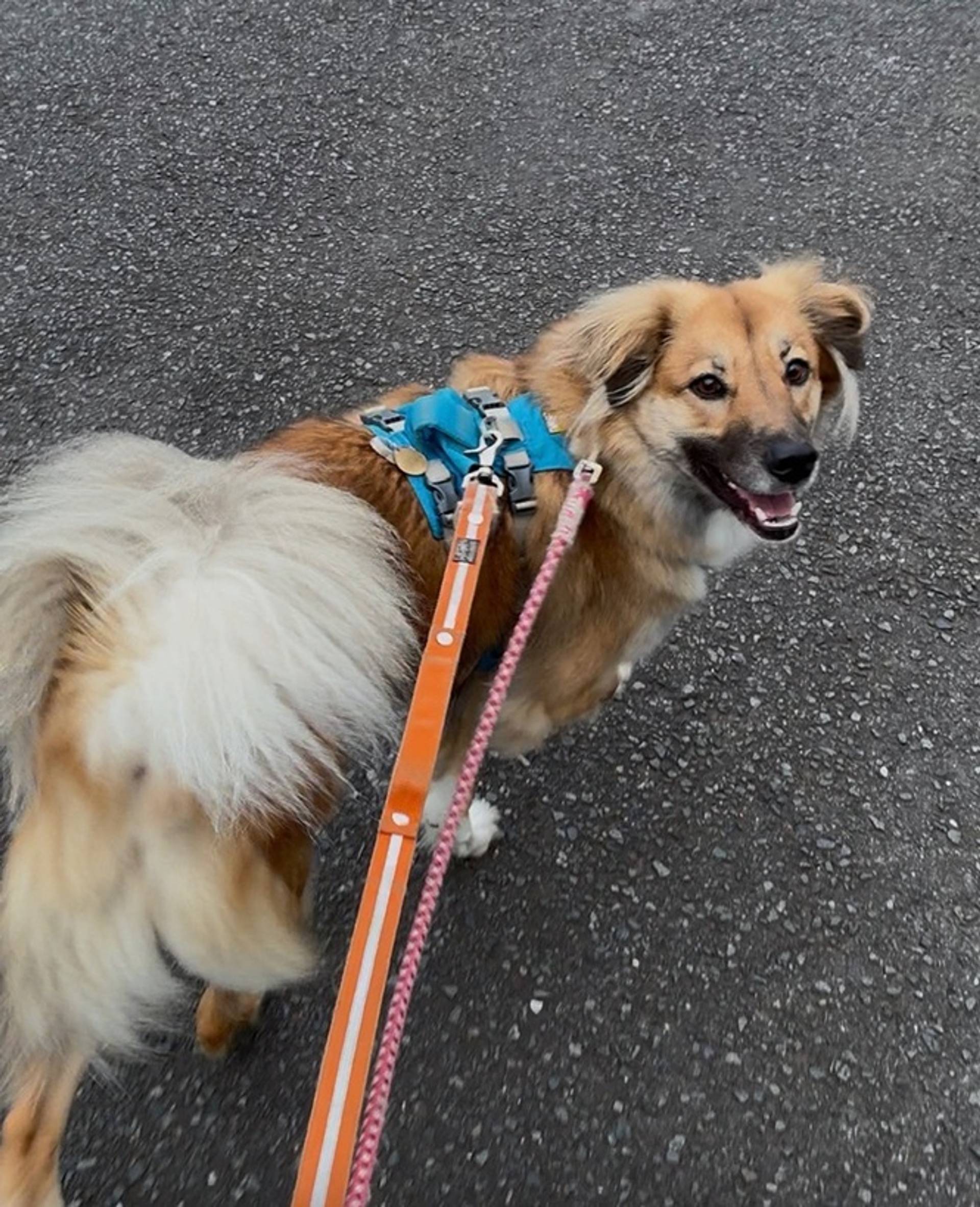 雑種（ミックス犬）・オスの里親募集の写真