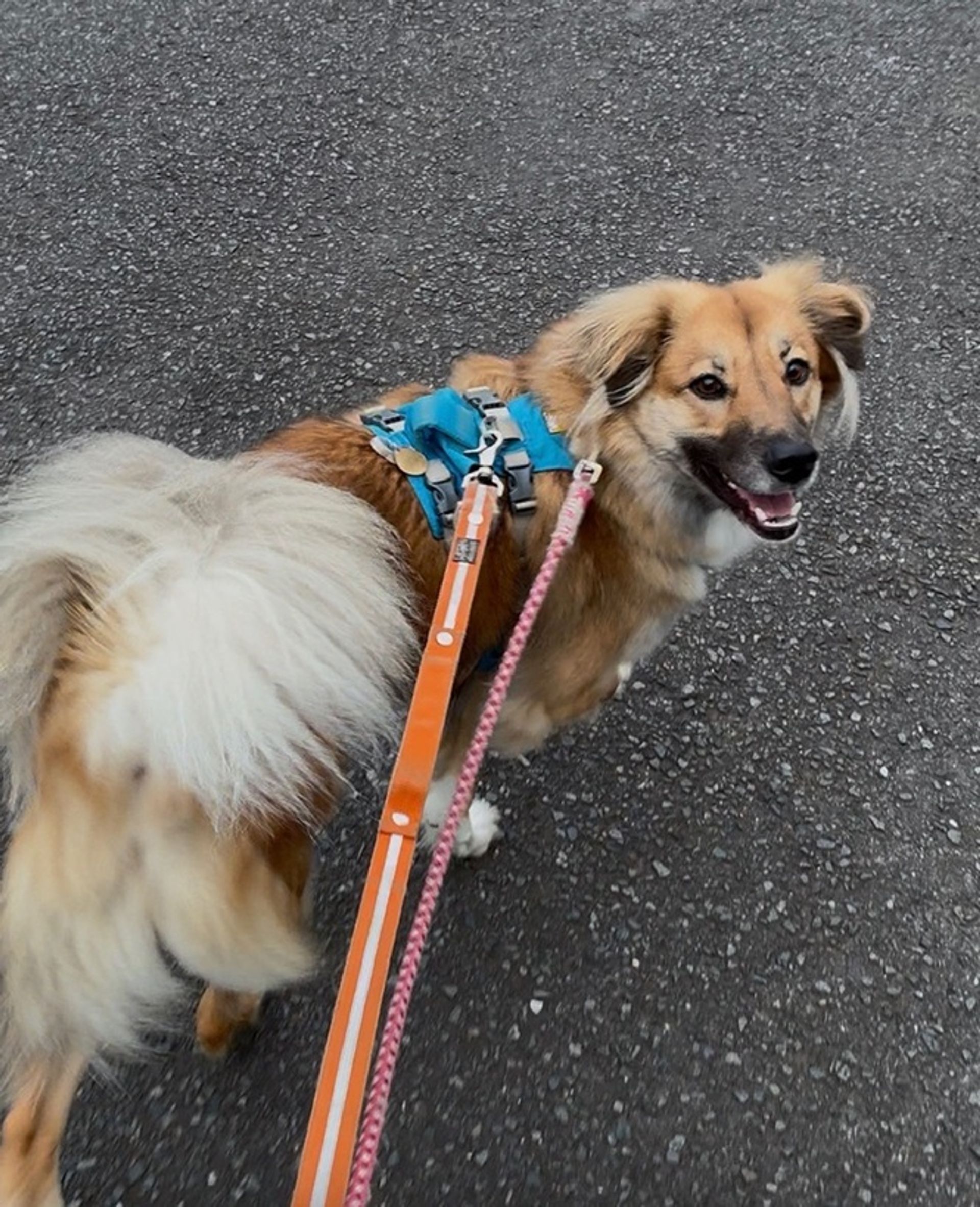 雑種（ミックス犬）・オスの里親募集の写真