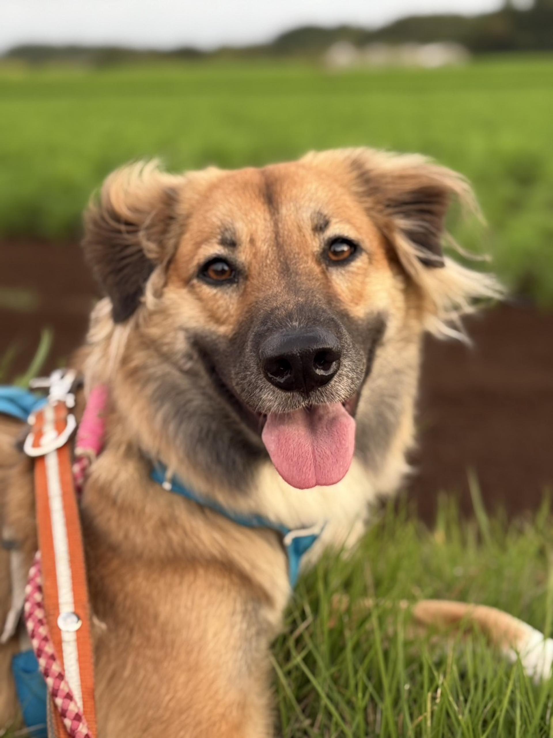 pet-image-5
