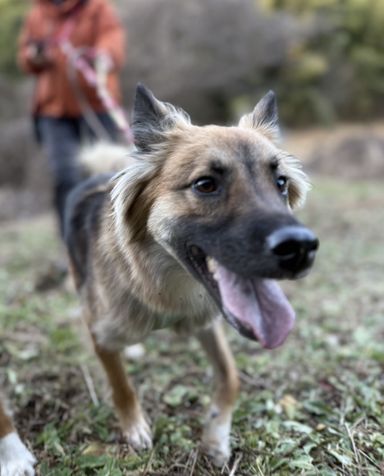 雑種（ミックス犬）・オスの里親募集の写真