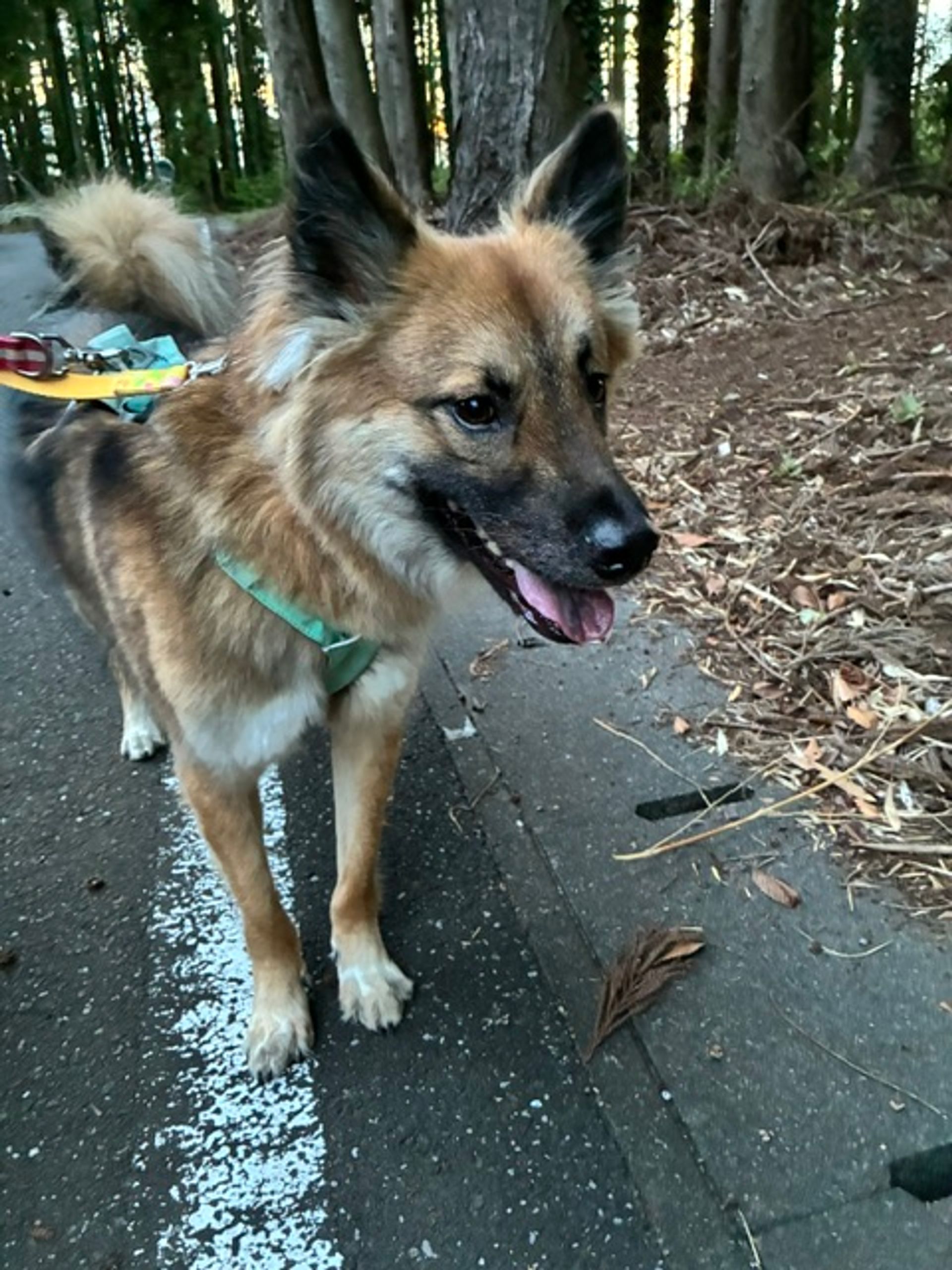 雑種（ミックス犬）・オスの里親募集の写真