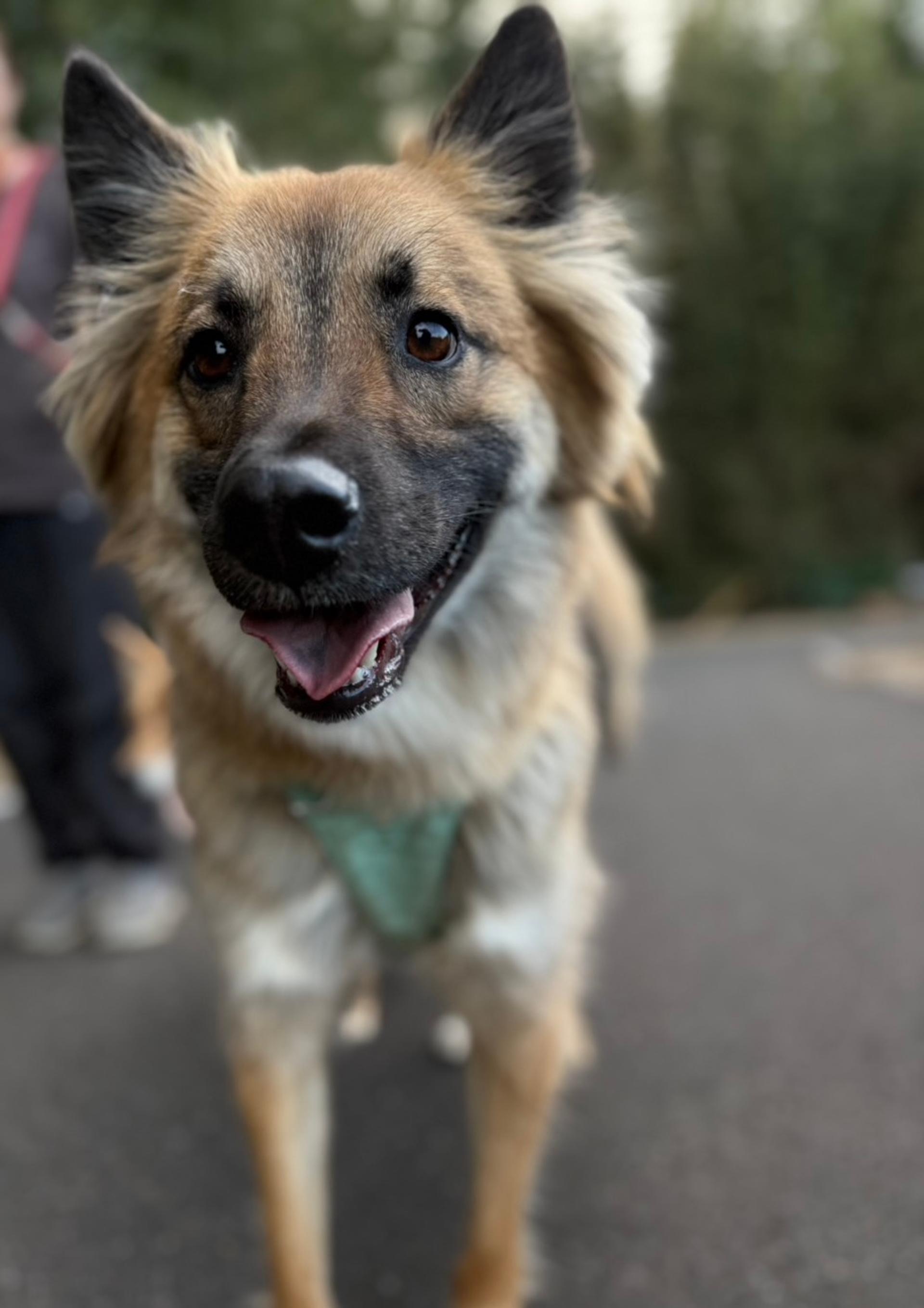 pet-image-3