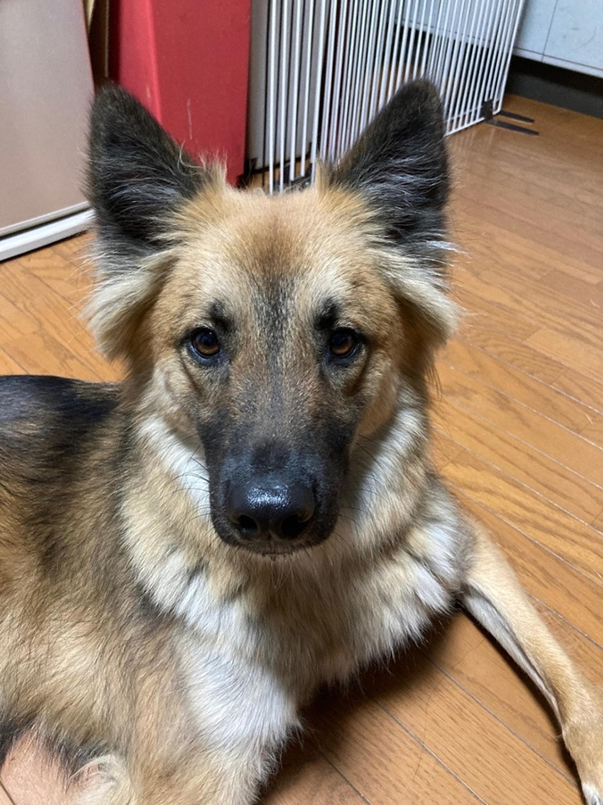 pet-image-4