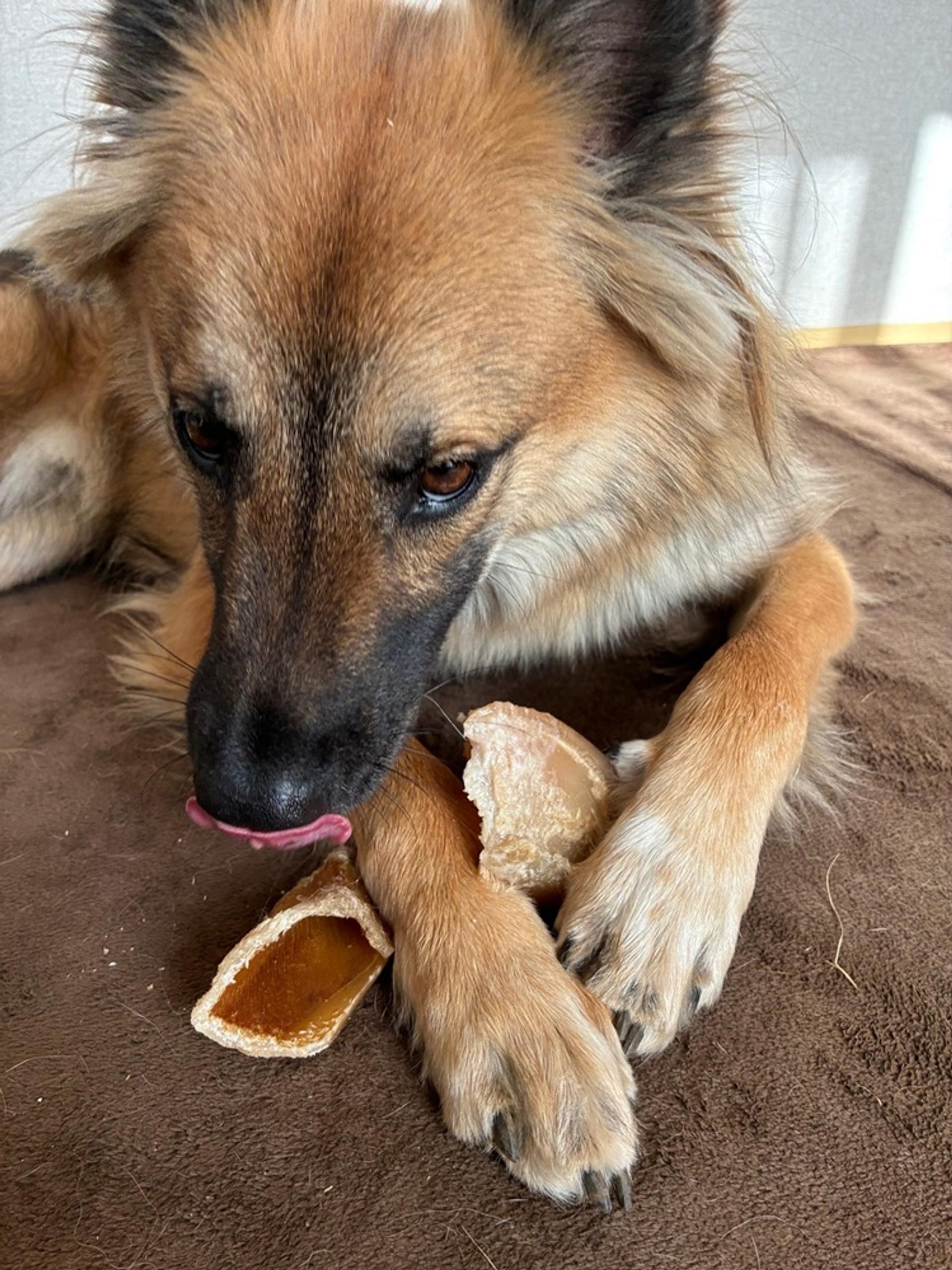 pet-image-5
