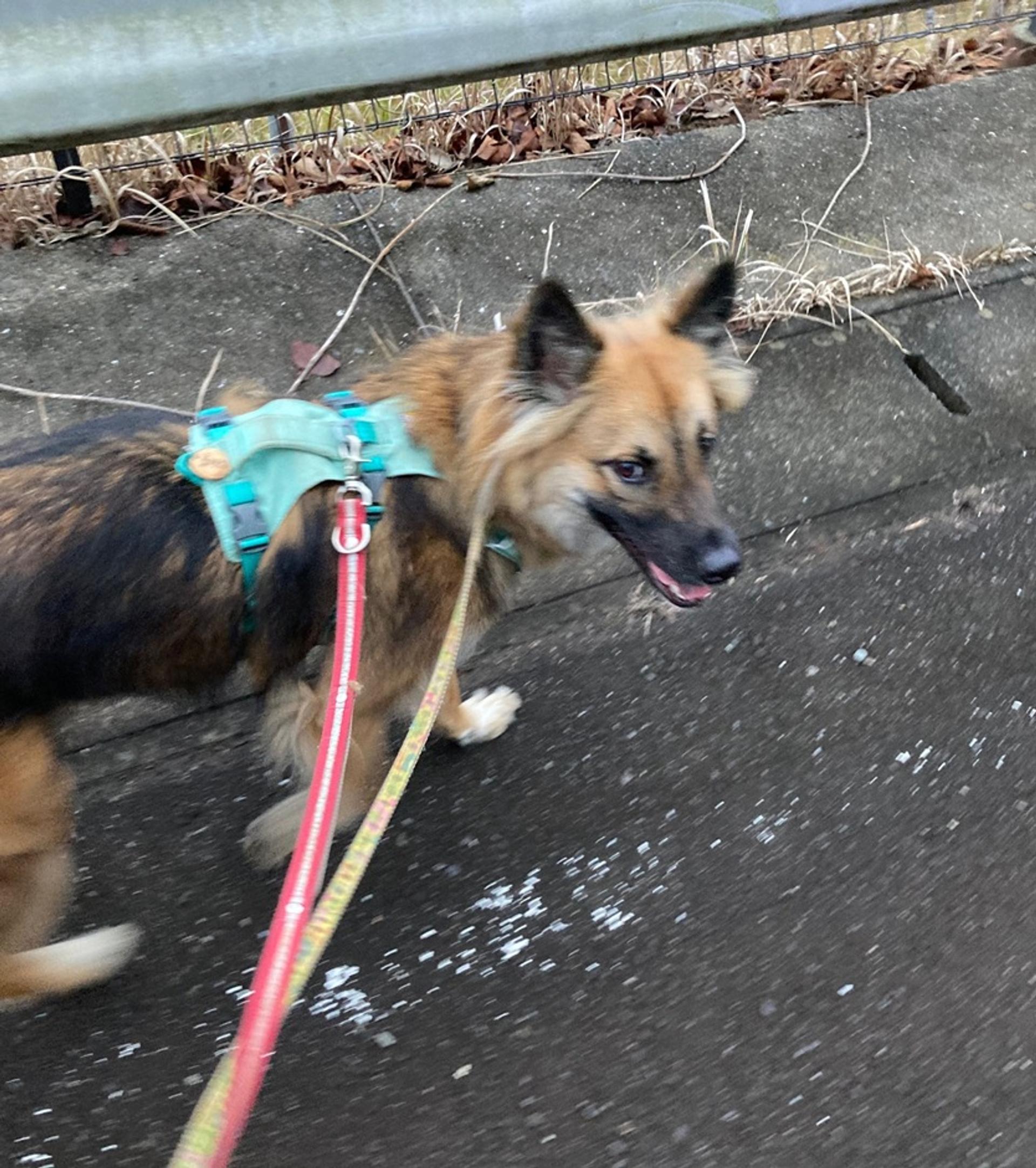 pet-image-6