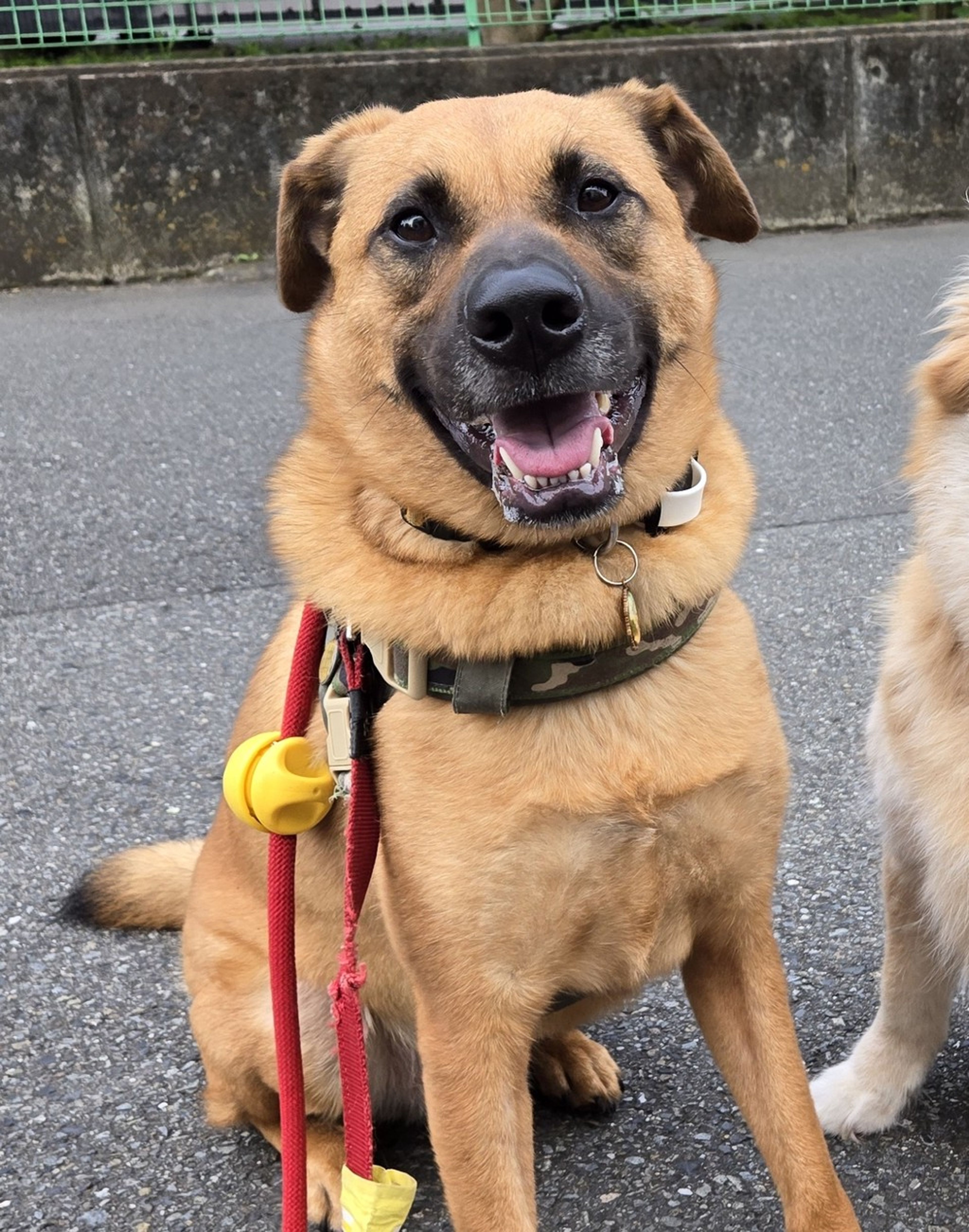 雑種（ミックス犬）・オスの里親募集の写真