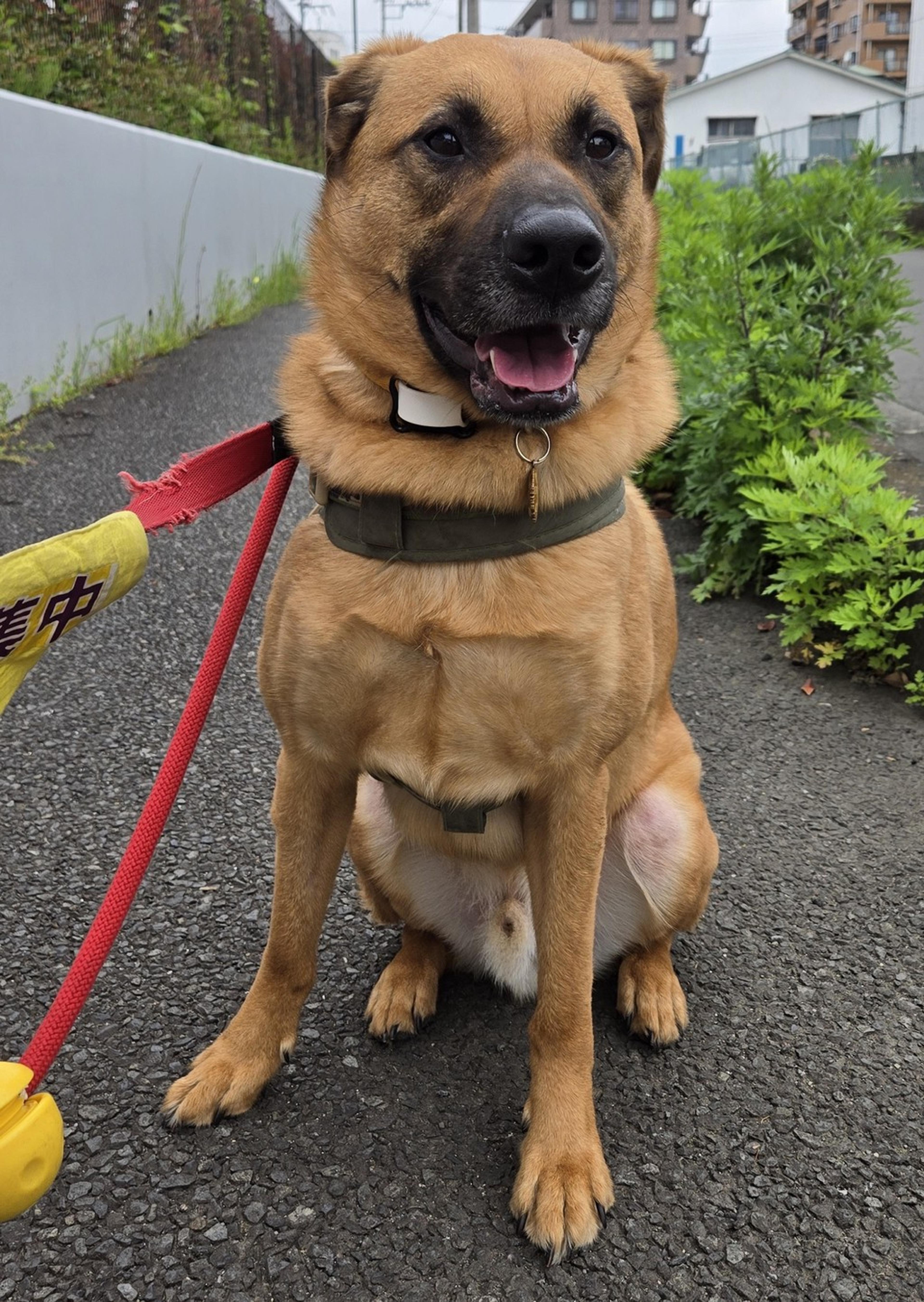 pet-image-2