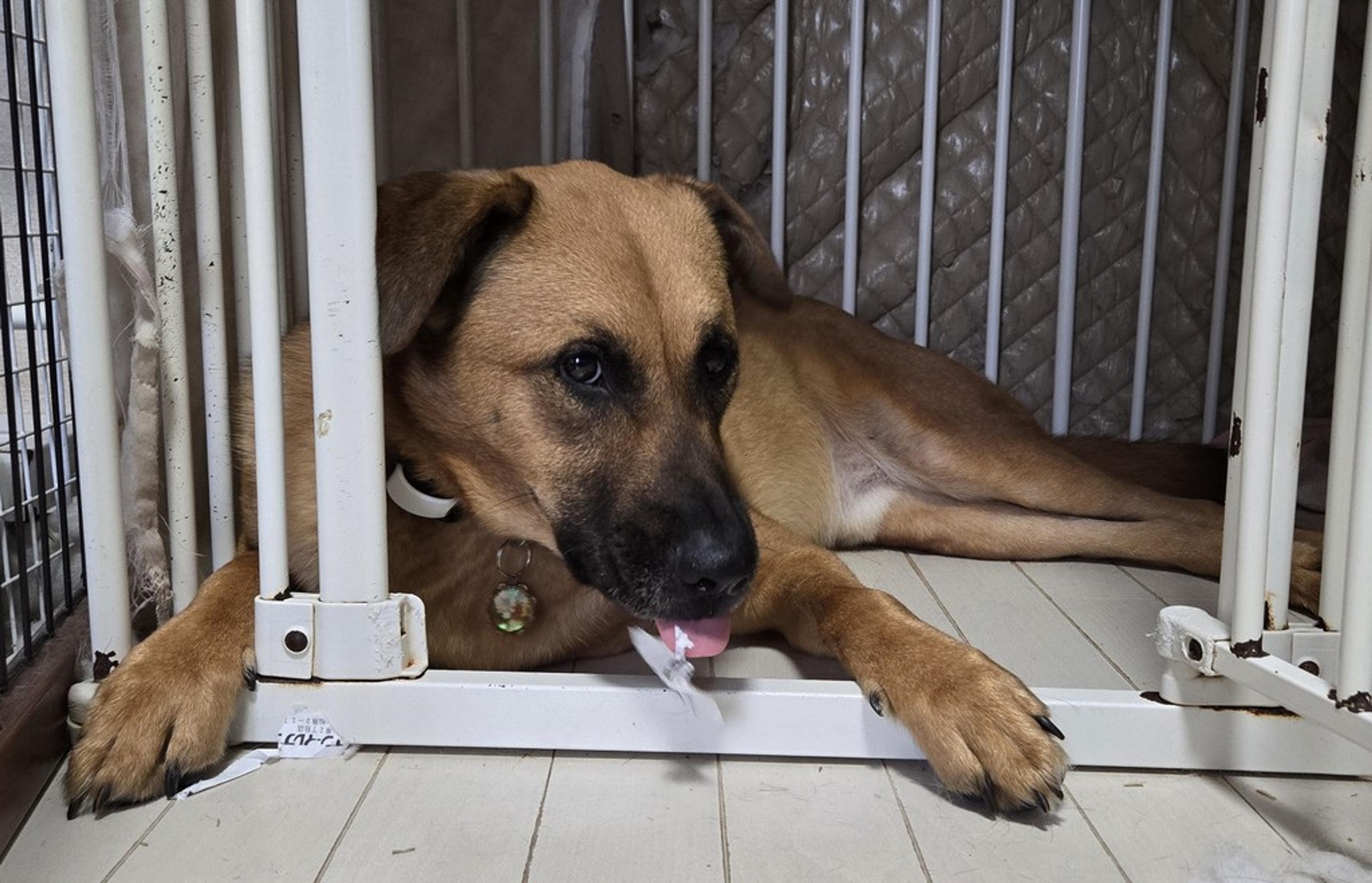 pet-image-3