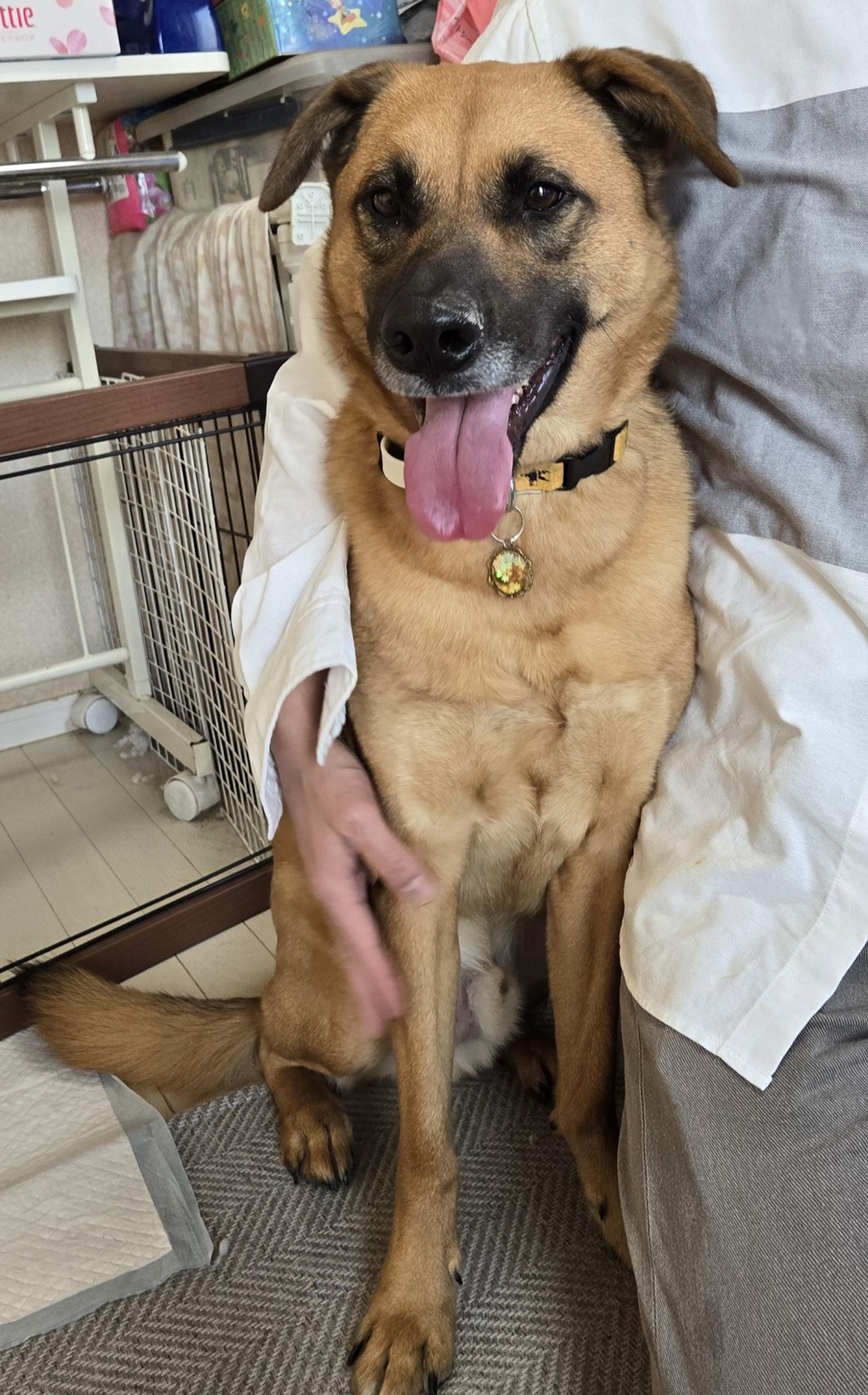 pet-image-4
