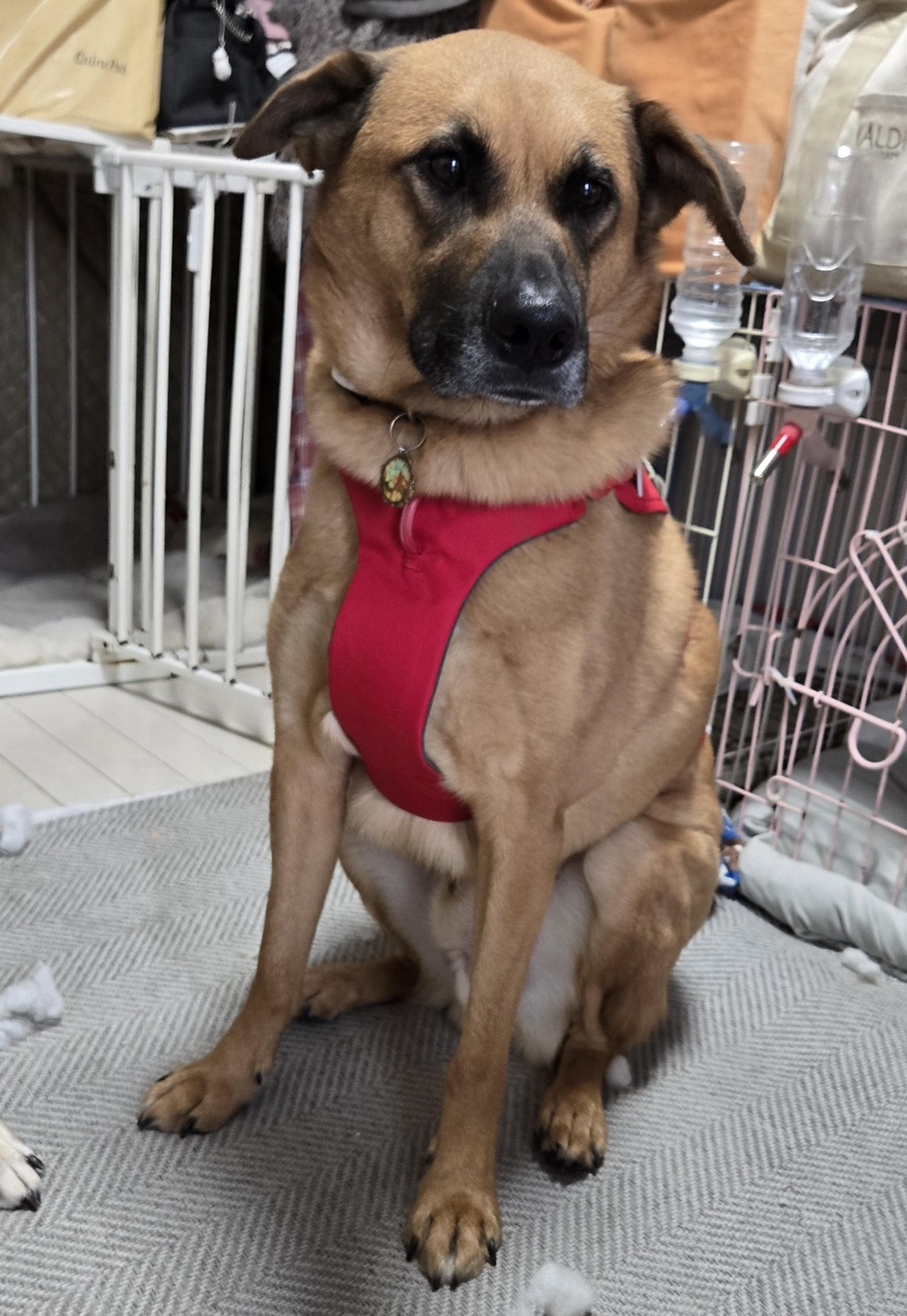pet-image-9