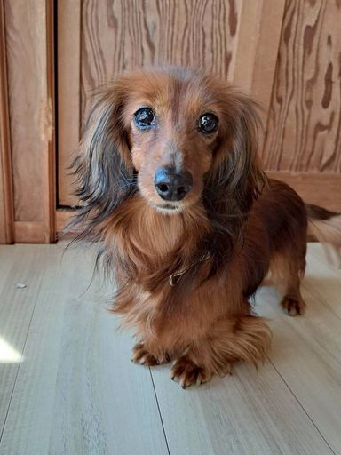 ミニチュア・ダックスフンド・メスの里親募集の写真