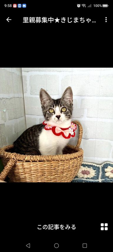 雑種（ミックス猫）・メスの里親募集の写真