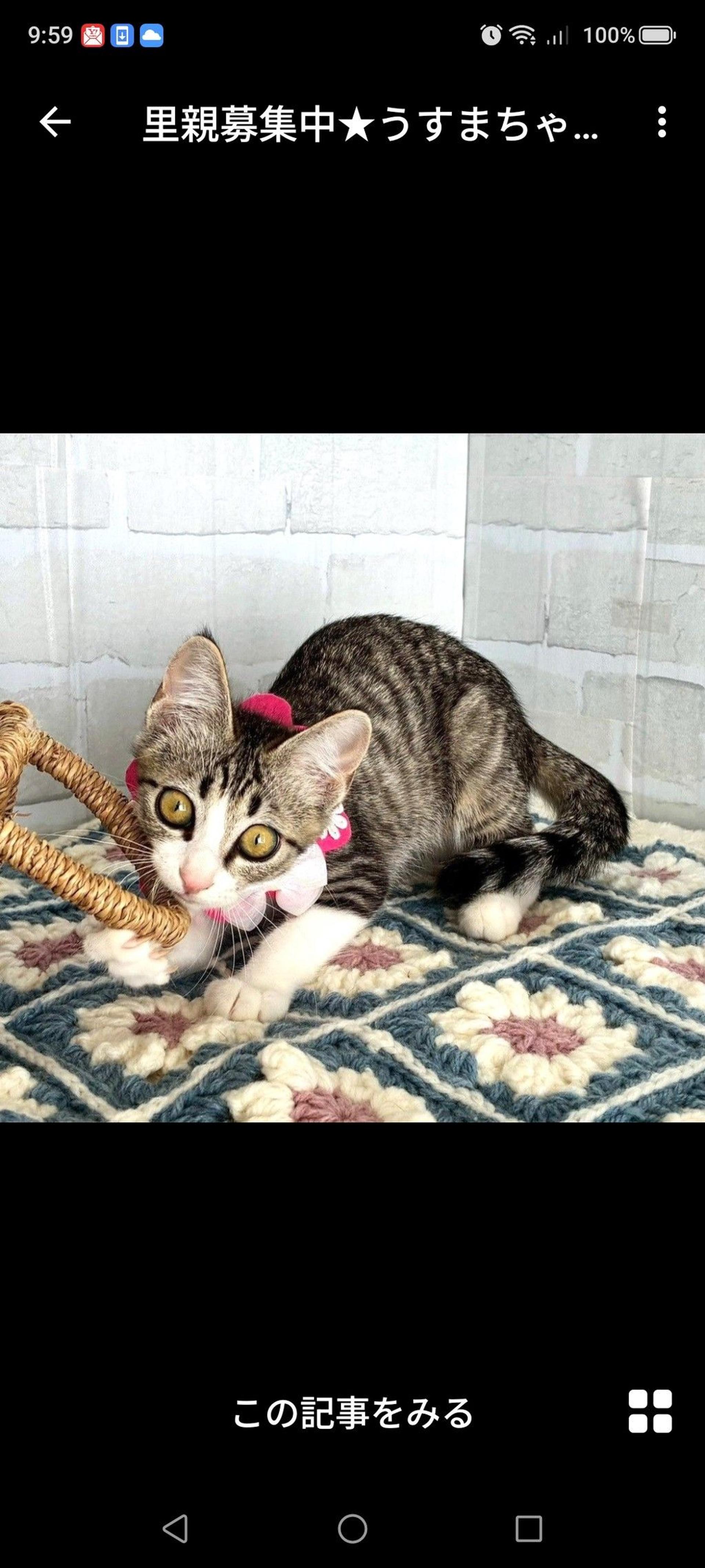 pet-image-2