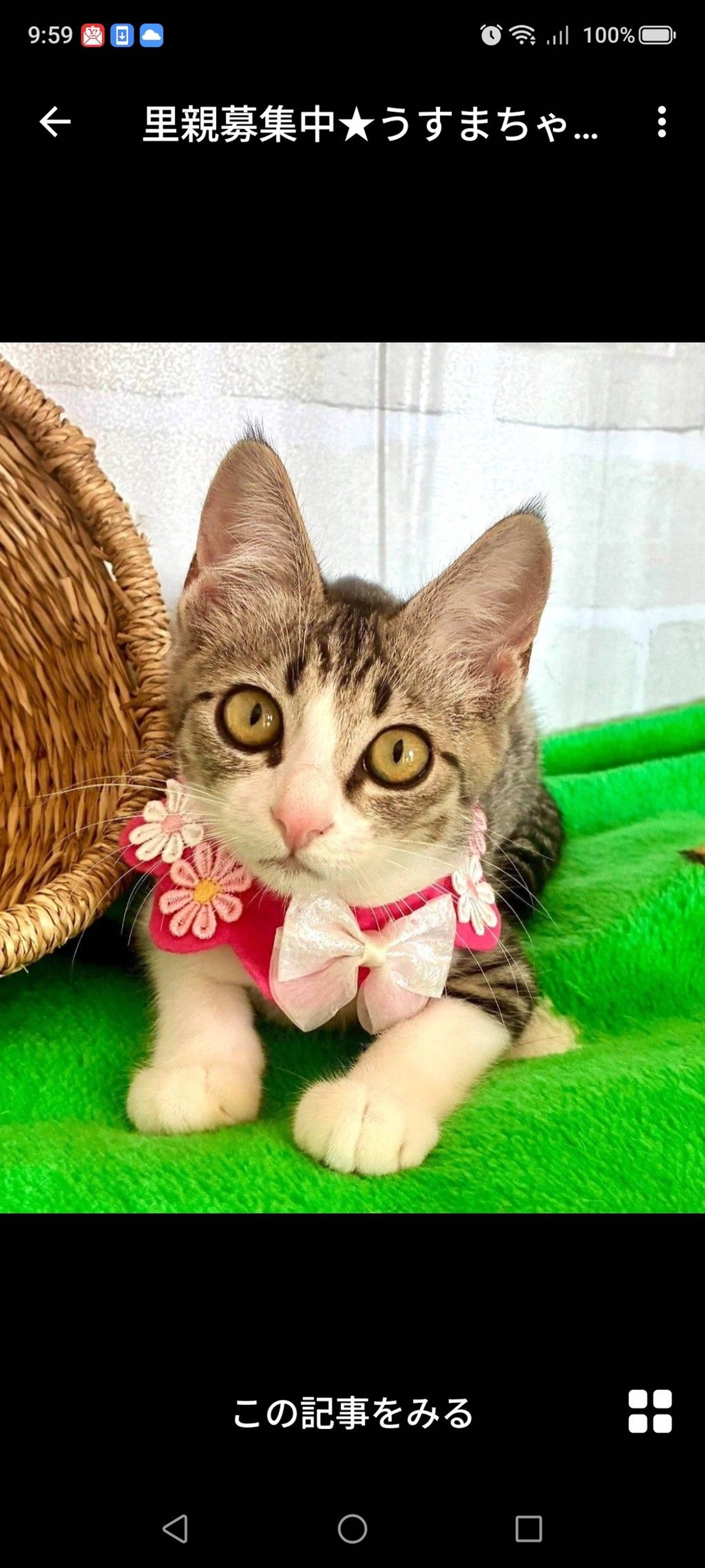 雑種（ミックス猫）・メスの里親募集の写真