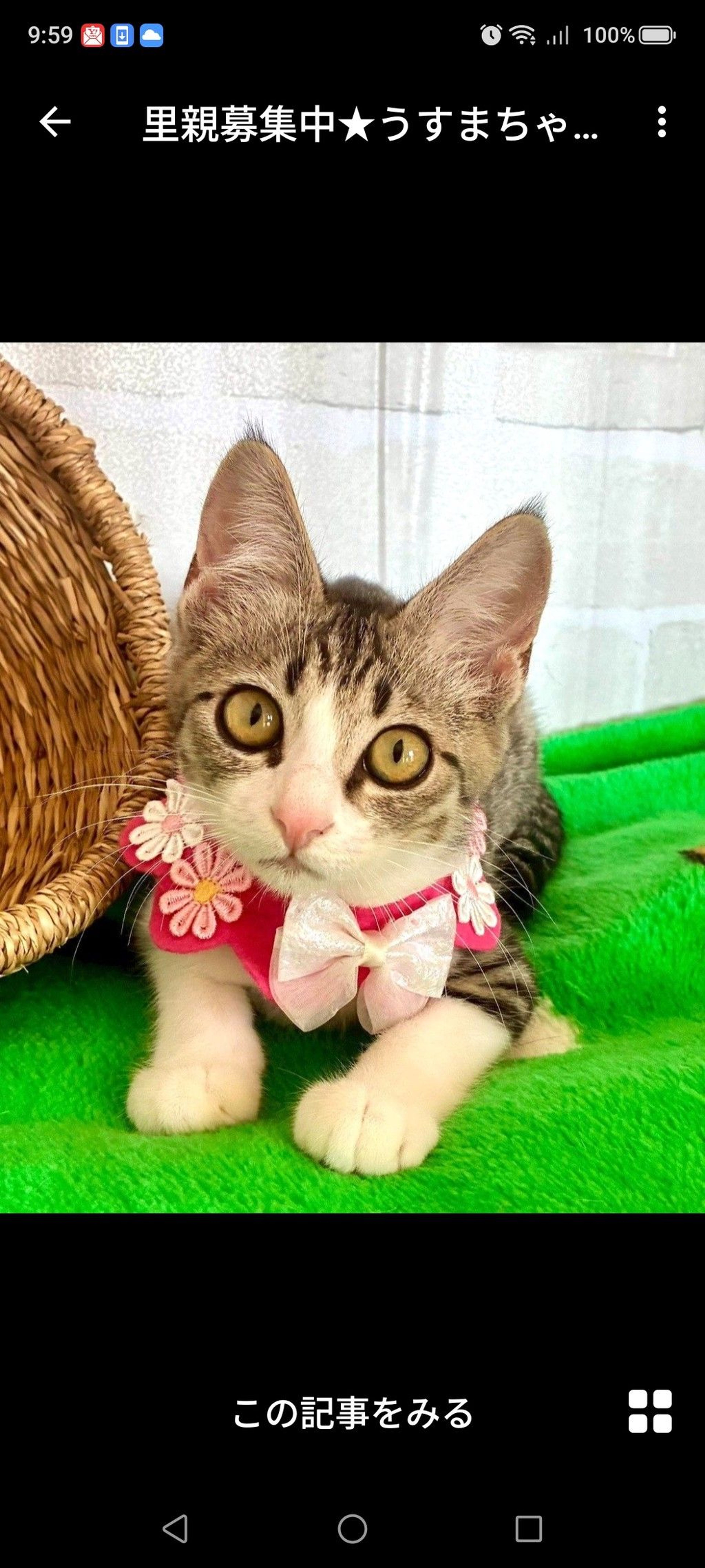 雑種（ミックス猫）・メスの里親募集の写真