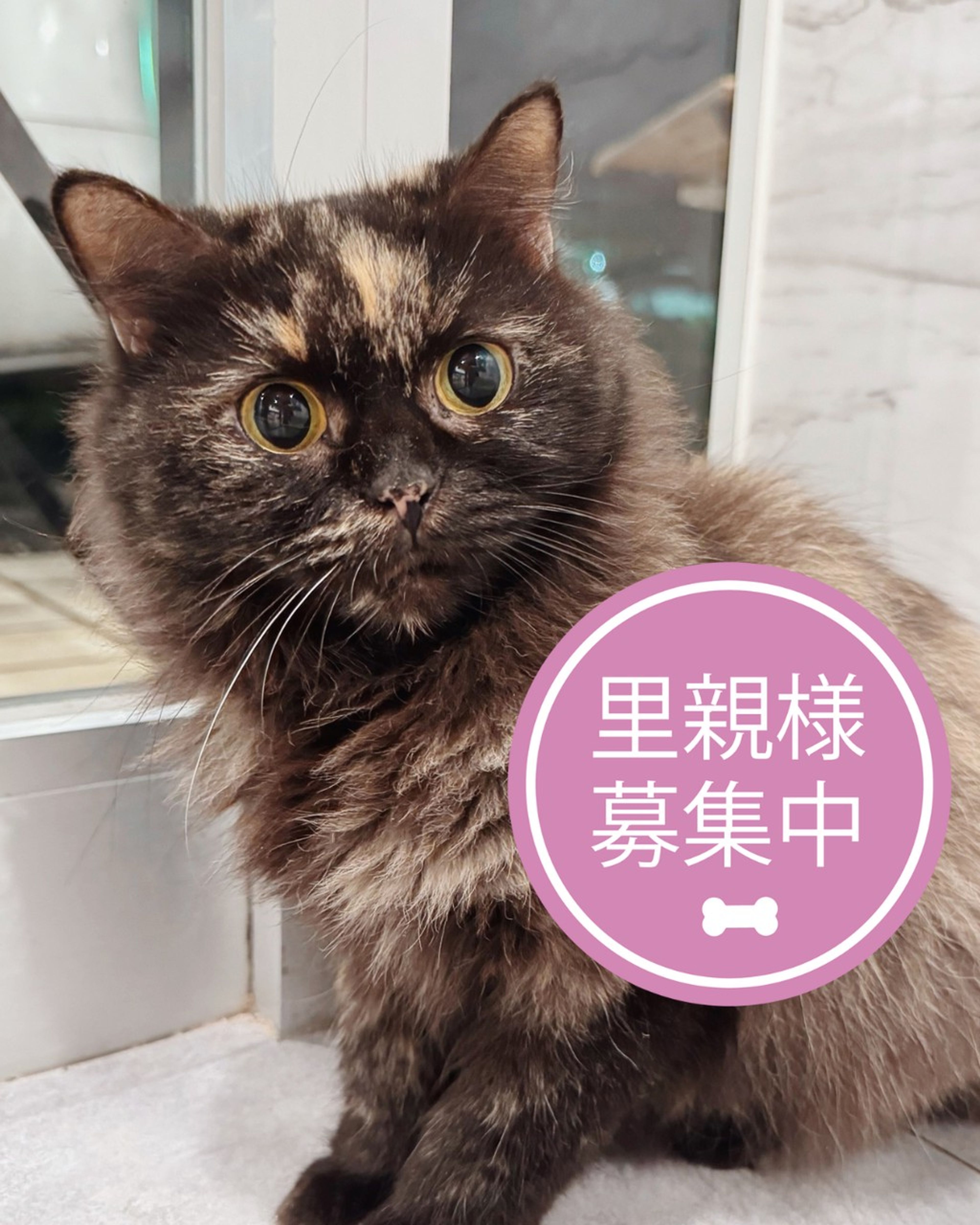 ラガマフィン・メスの里親募集の写真