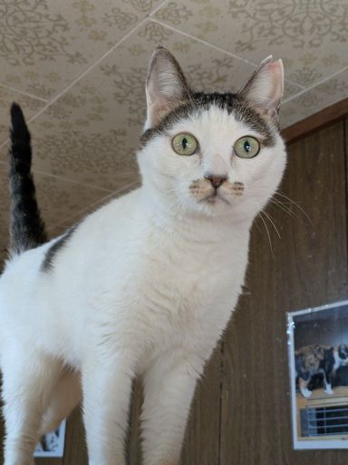 雑種（ミックス猫）・メスの里親募集の写真