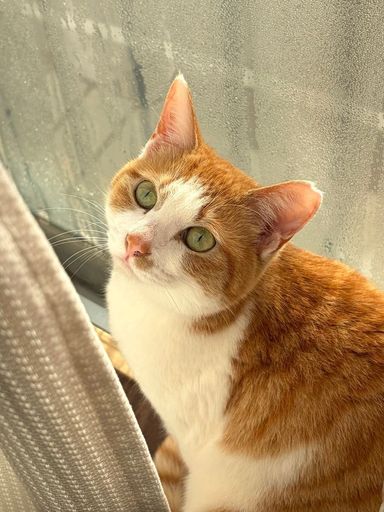 雑種（ミックス猫）・メスの里親募集の写真