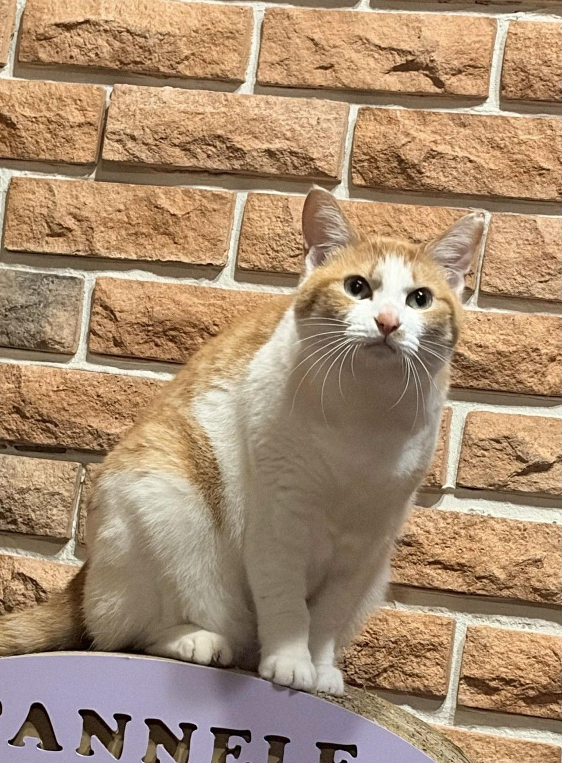 pet-image-2