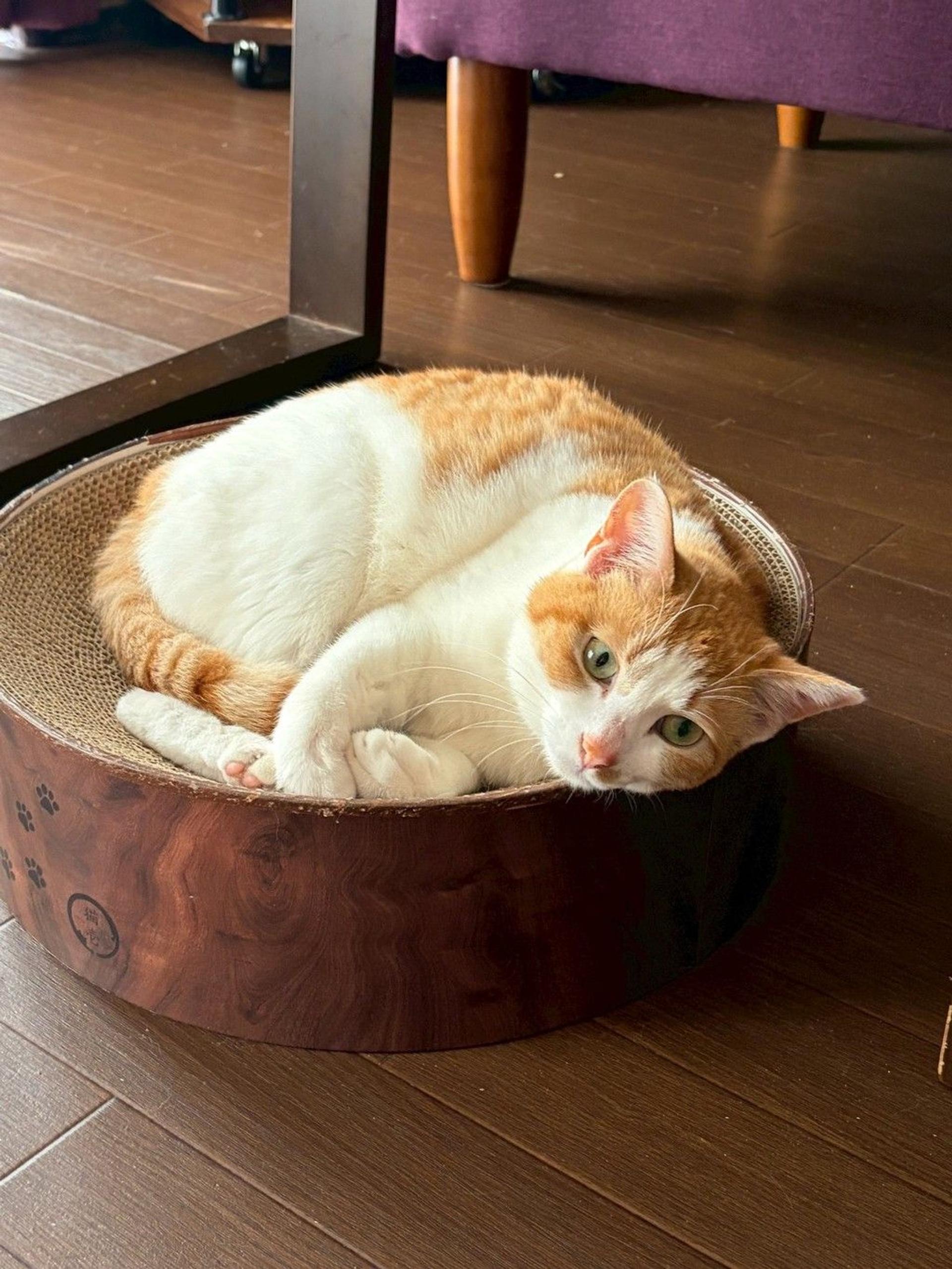pet-image-3