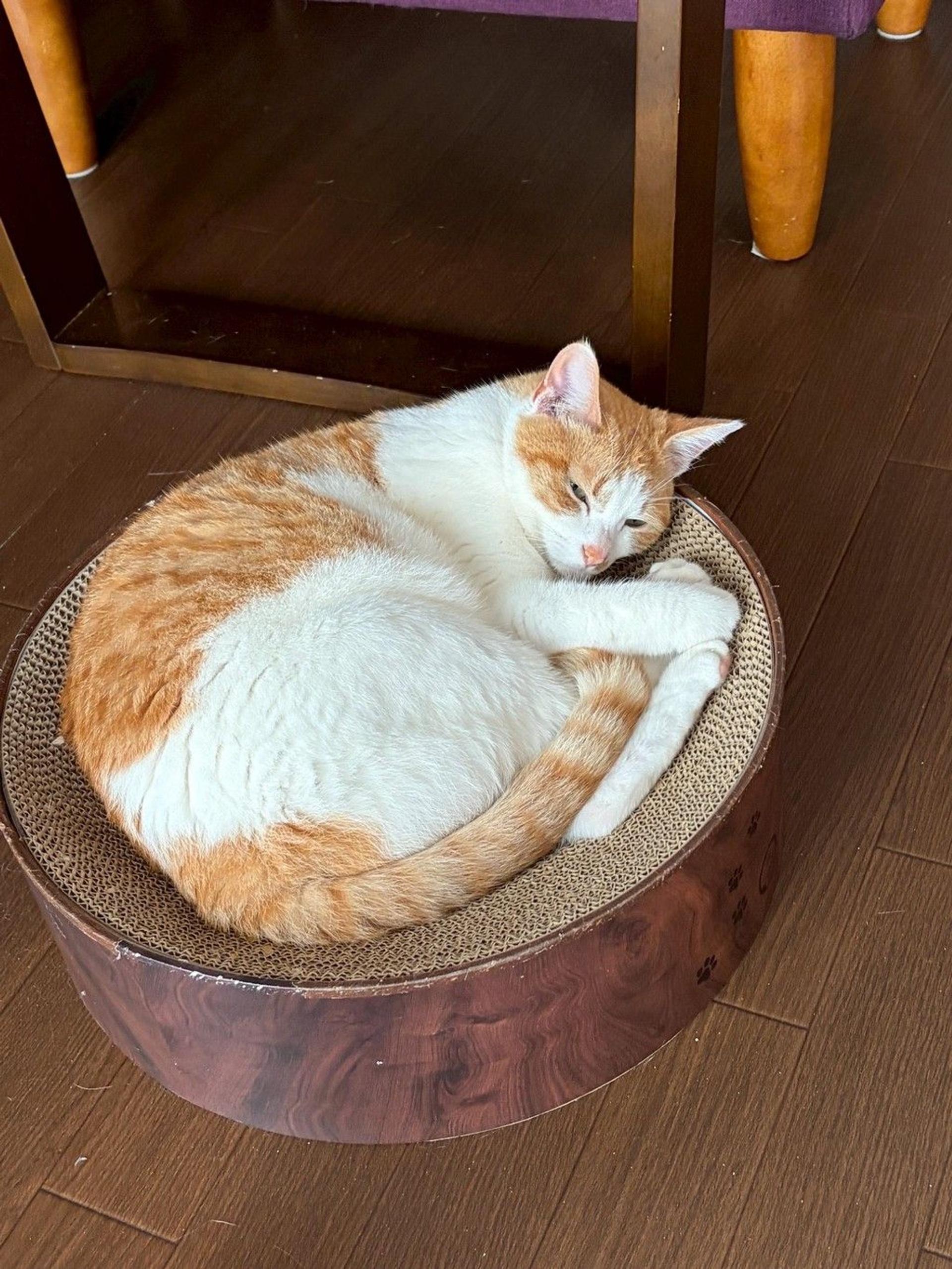 pet-image-4