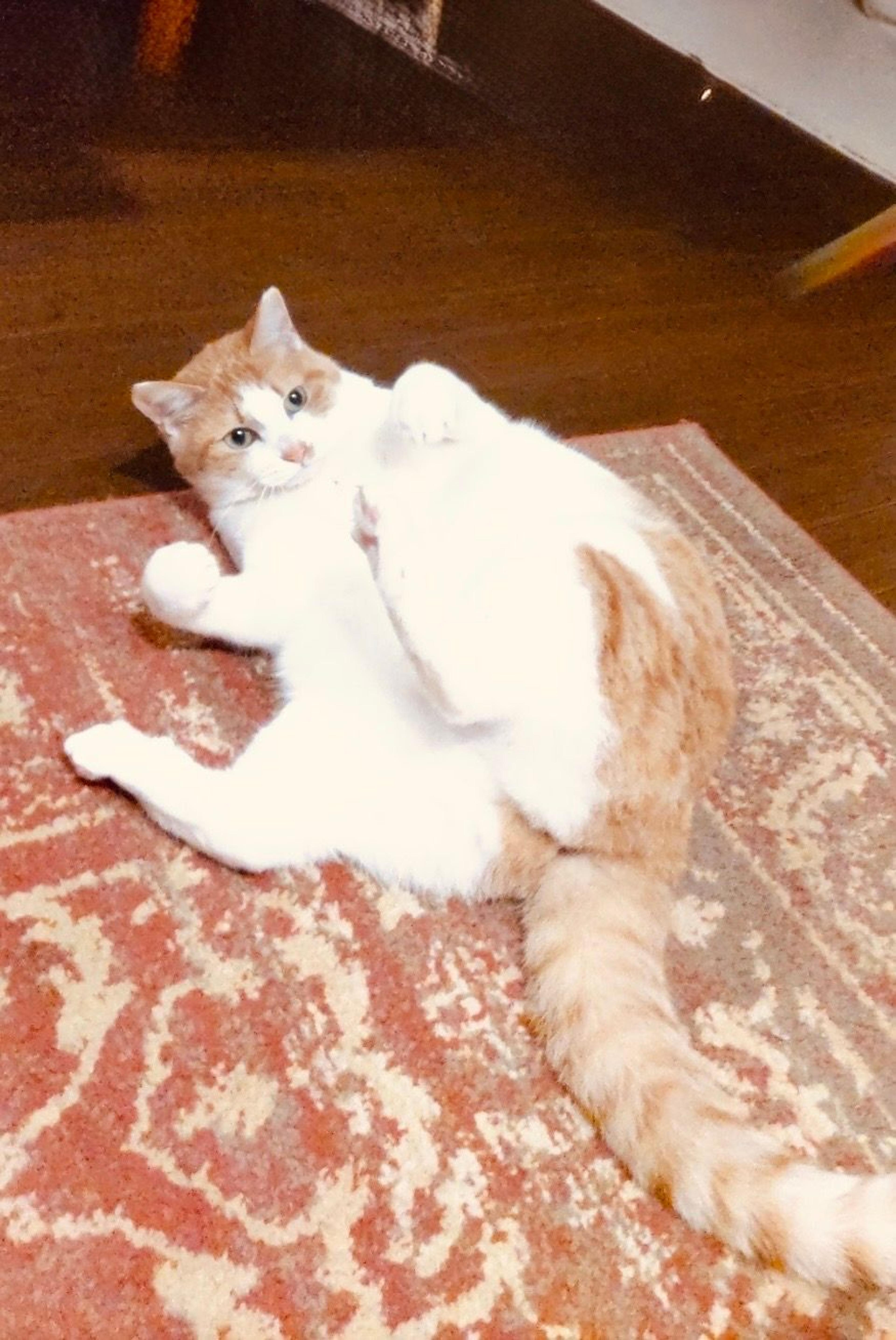 pet-image-6