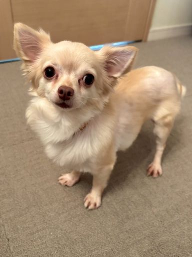 チワワ・メスの里親募集の写真