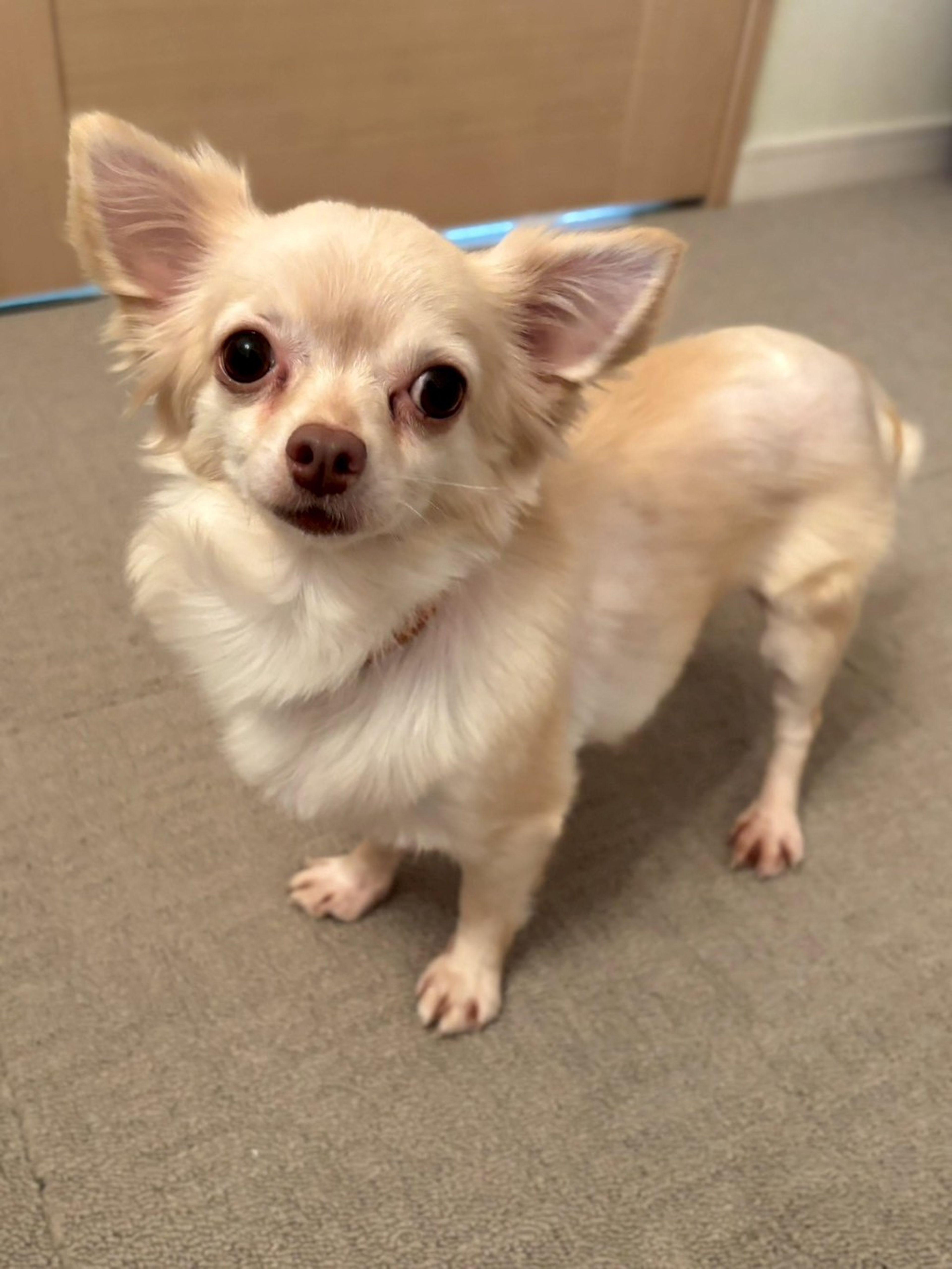 チワワ・メスの里親募集の写真