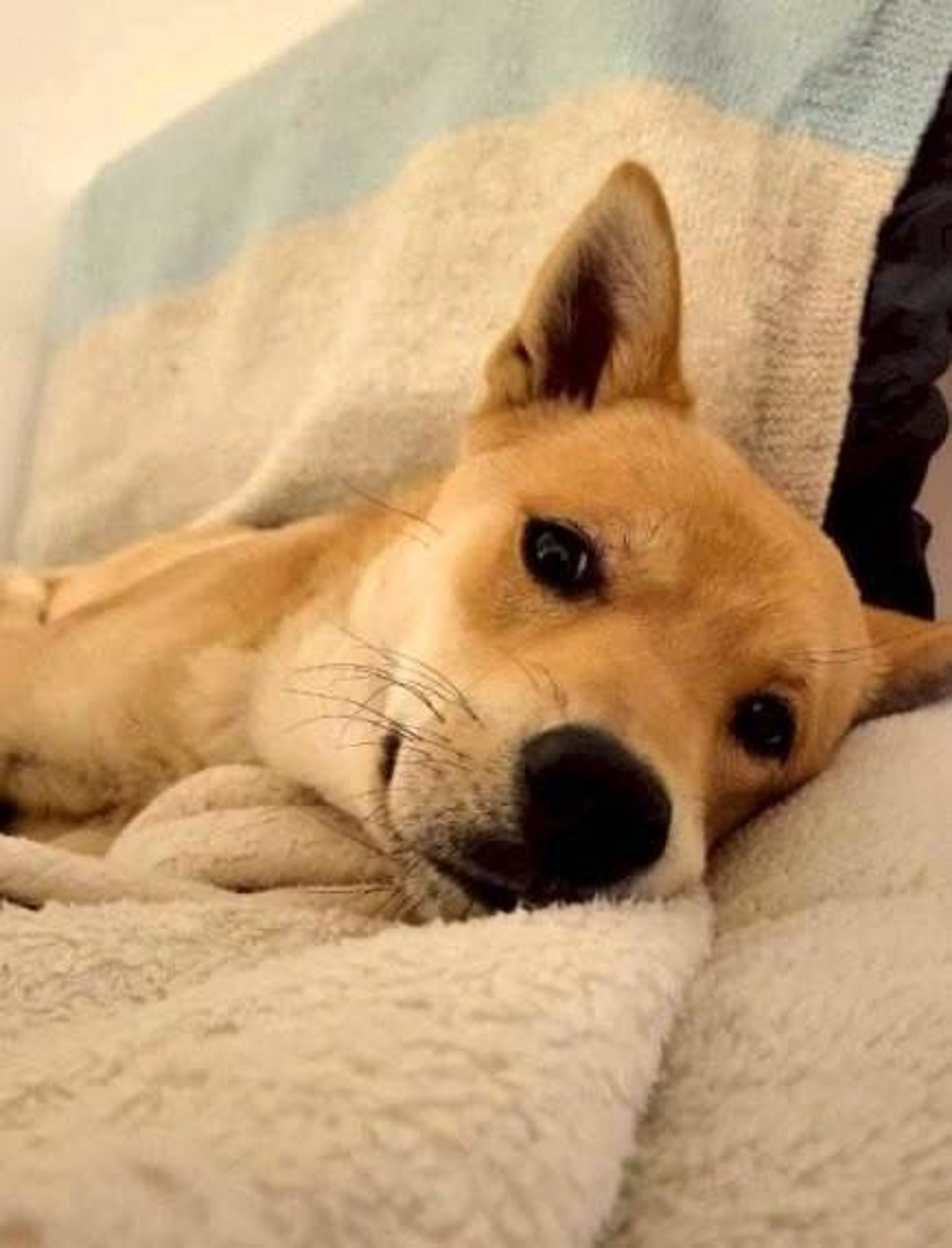 雑種（ミックス犬）・オスの里親募集の写真