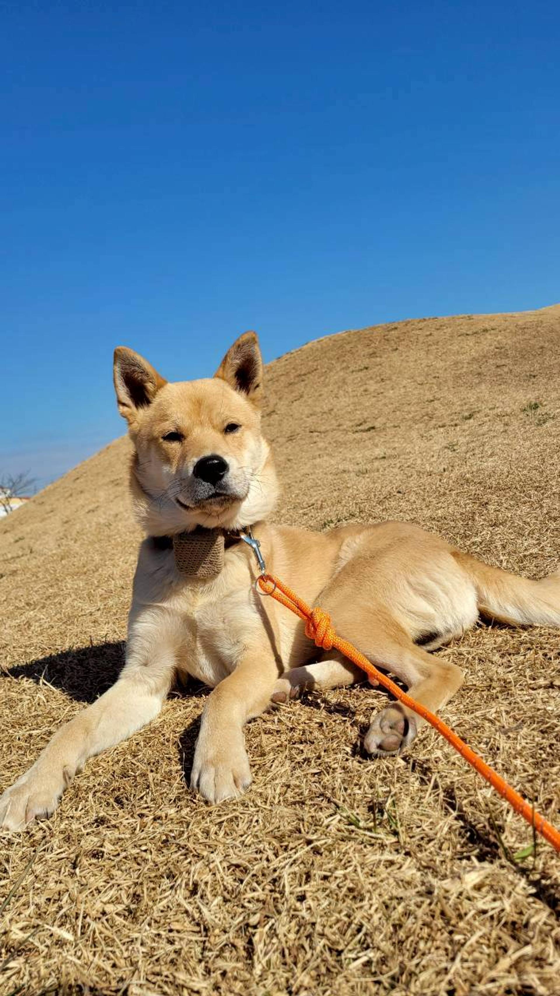 pet-image-3