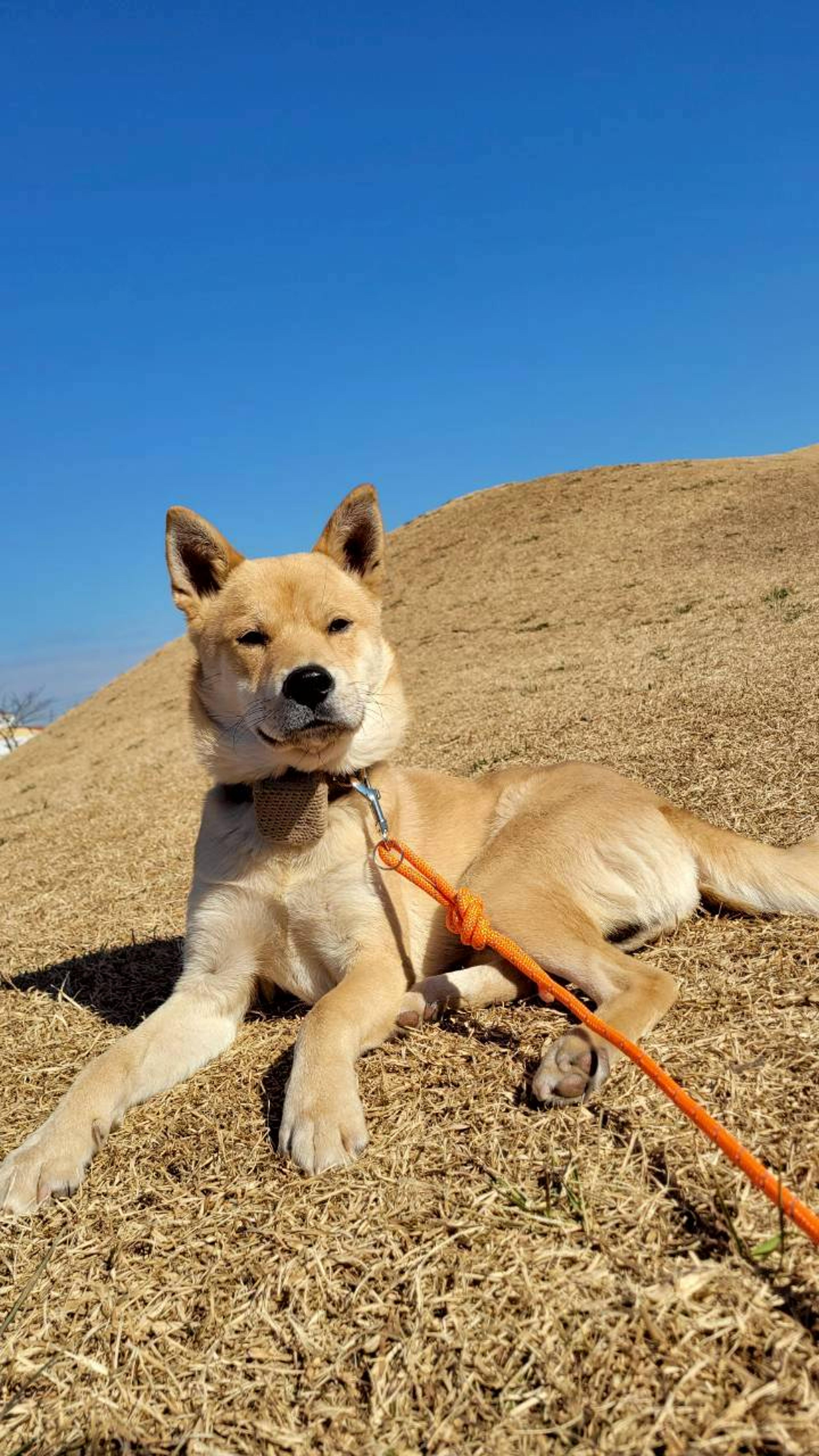 pet-image-3