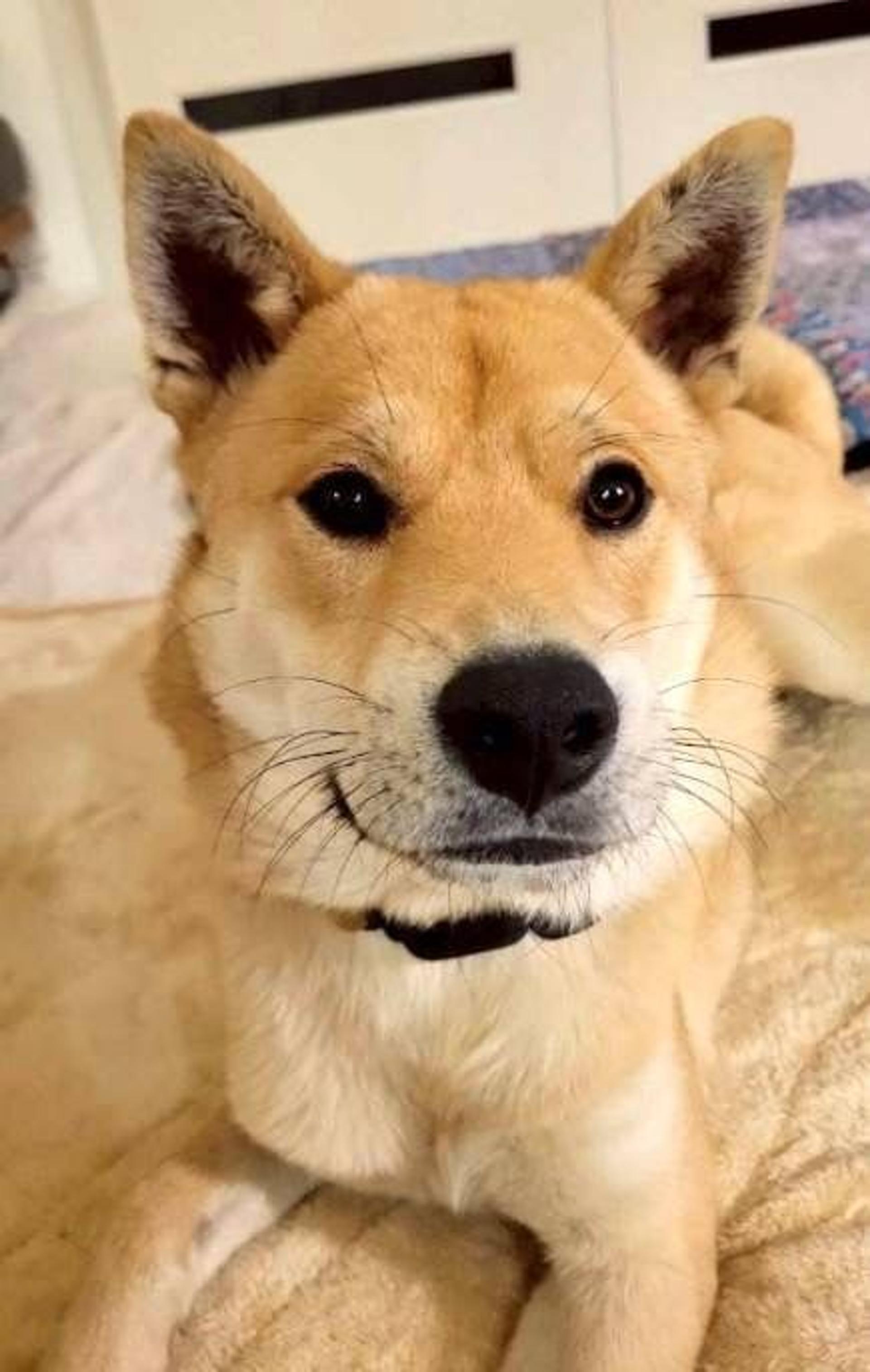 pet-image-6