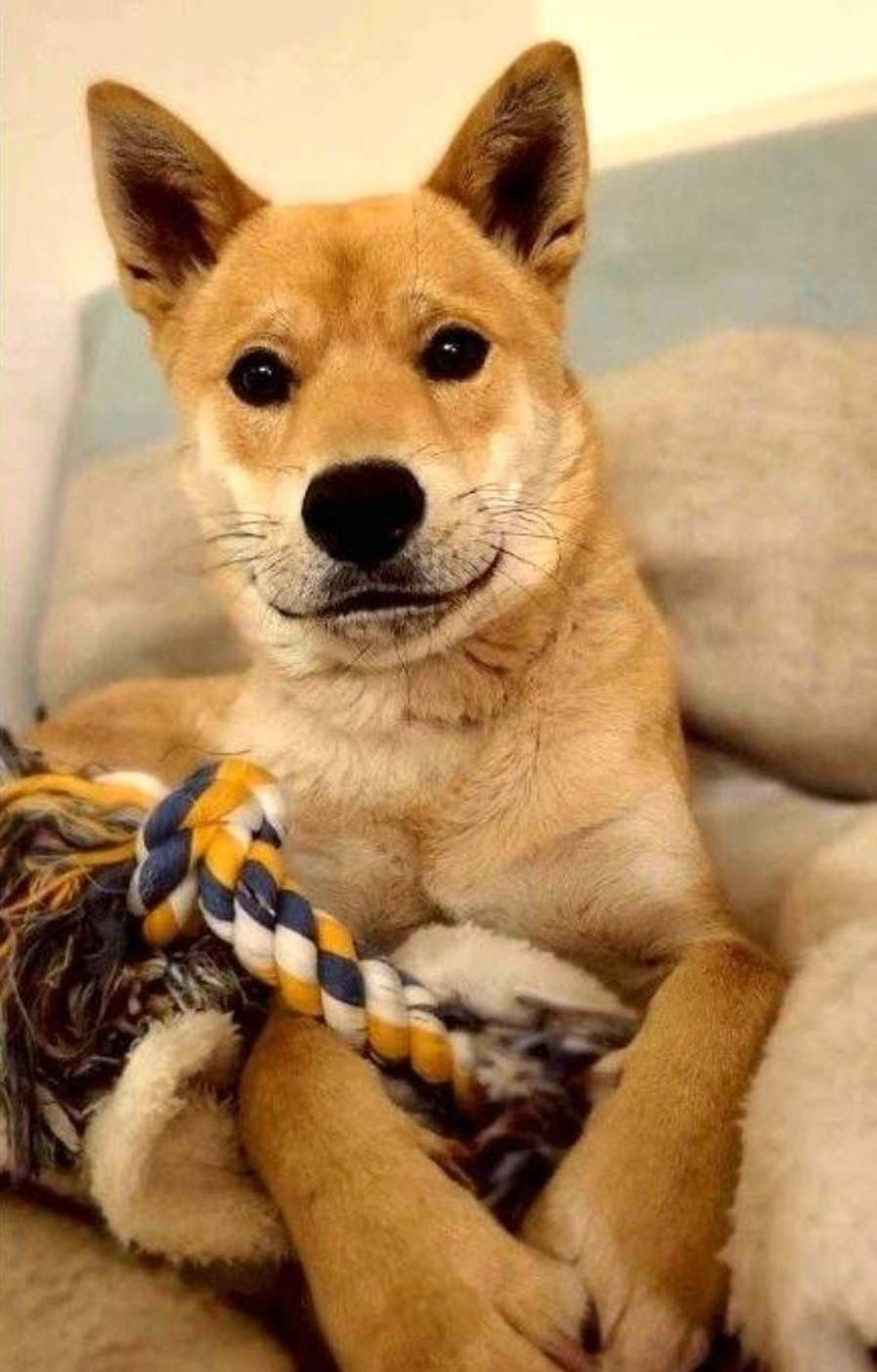 pet-image-7