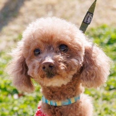 トイプードル・メスの里親募集の写真