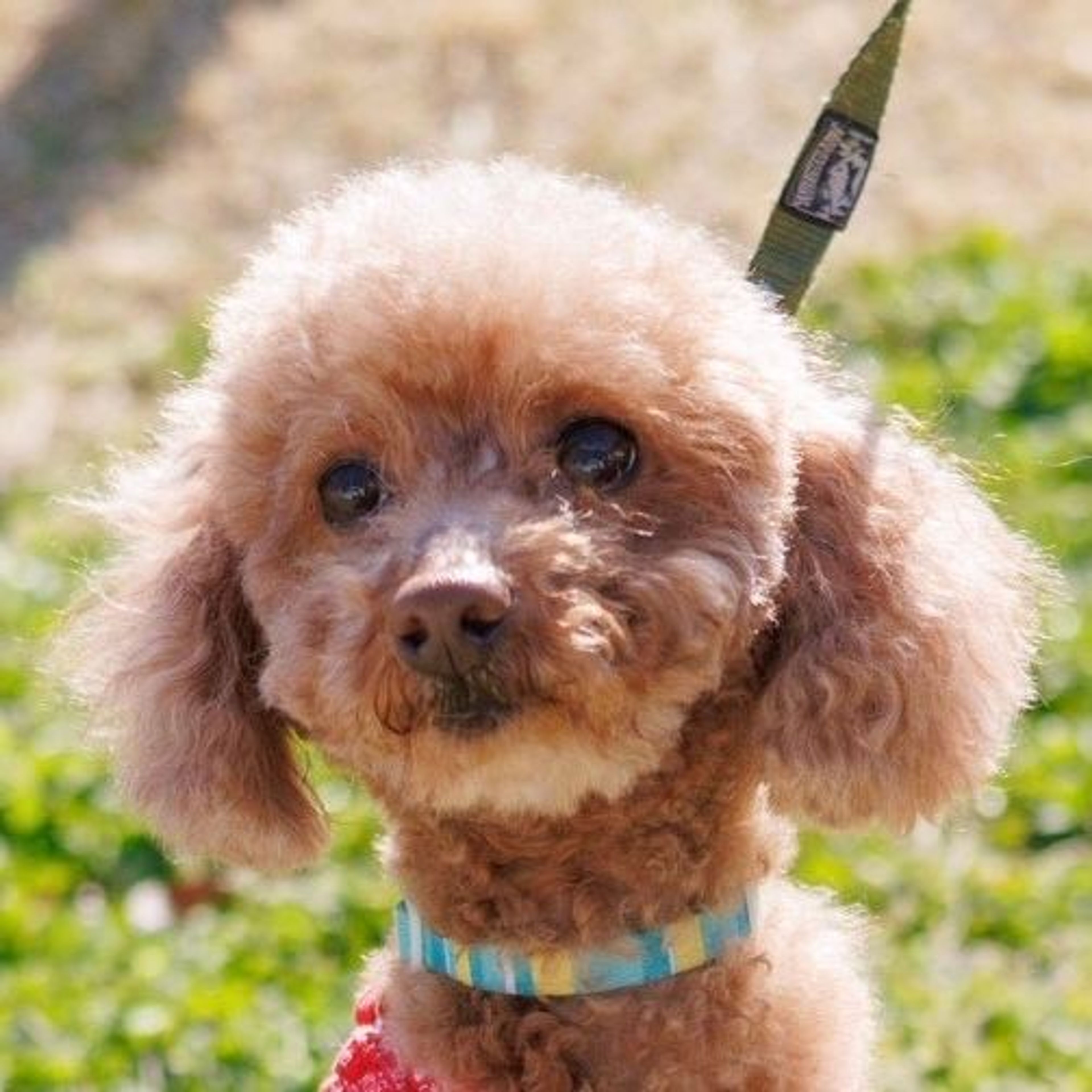 トイプードル・メスの里親募集の写真