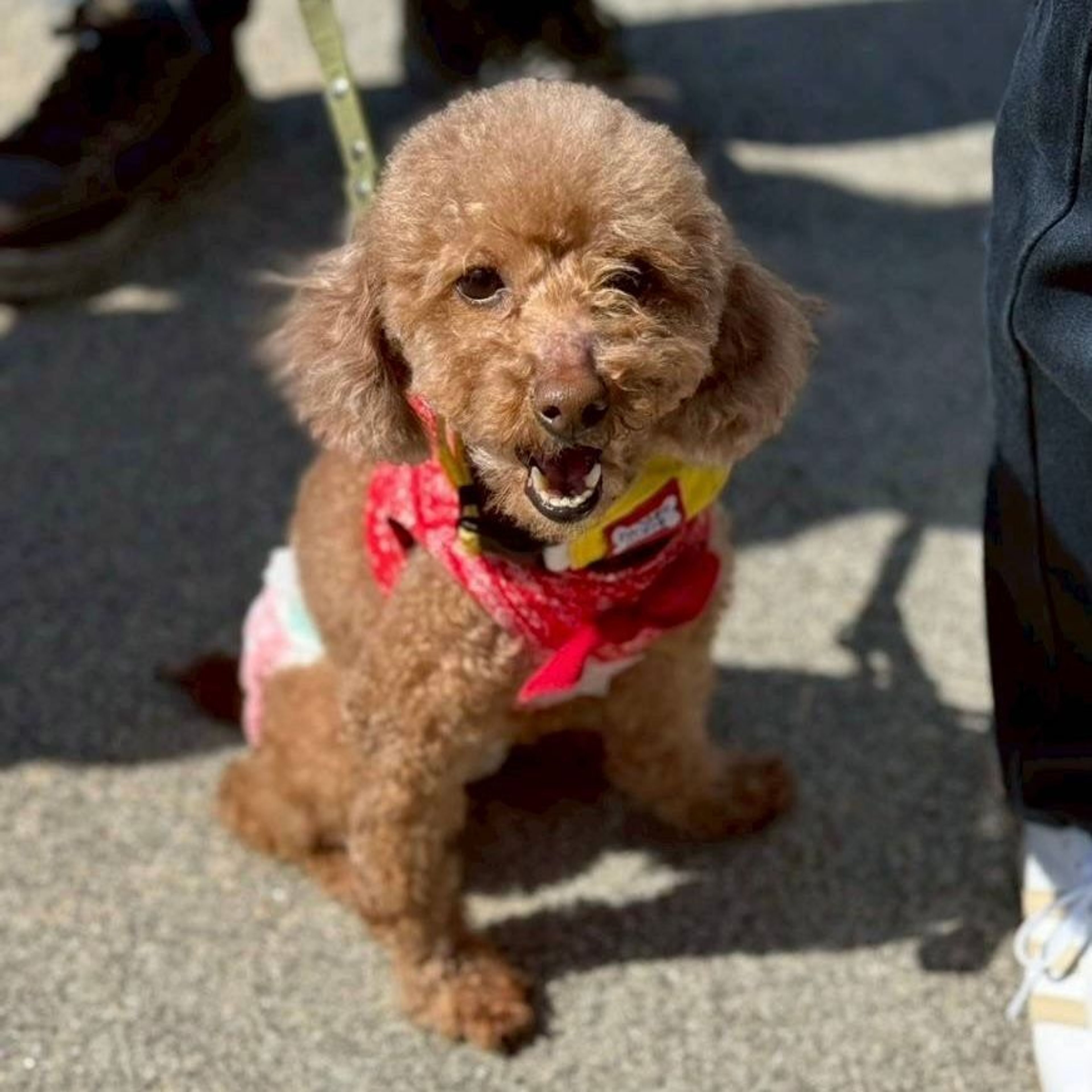 pet-image-8