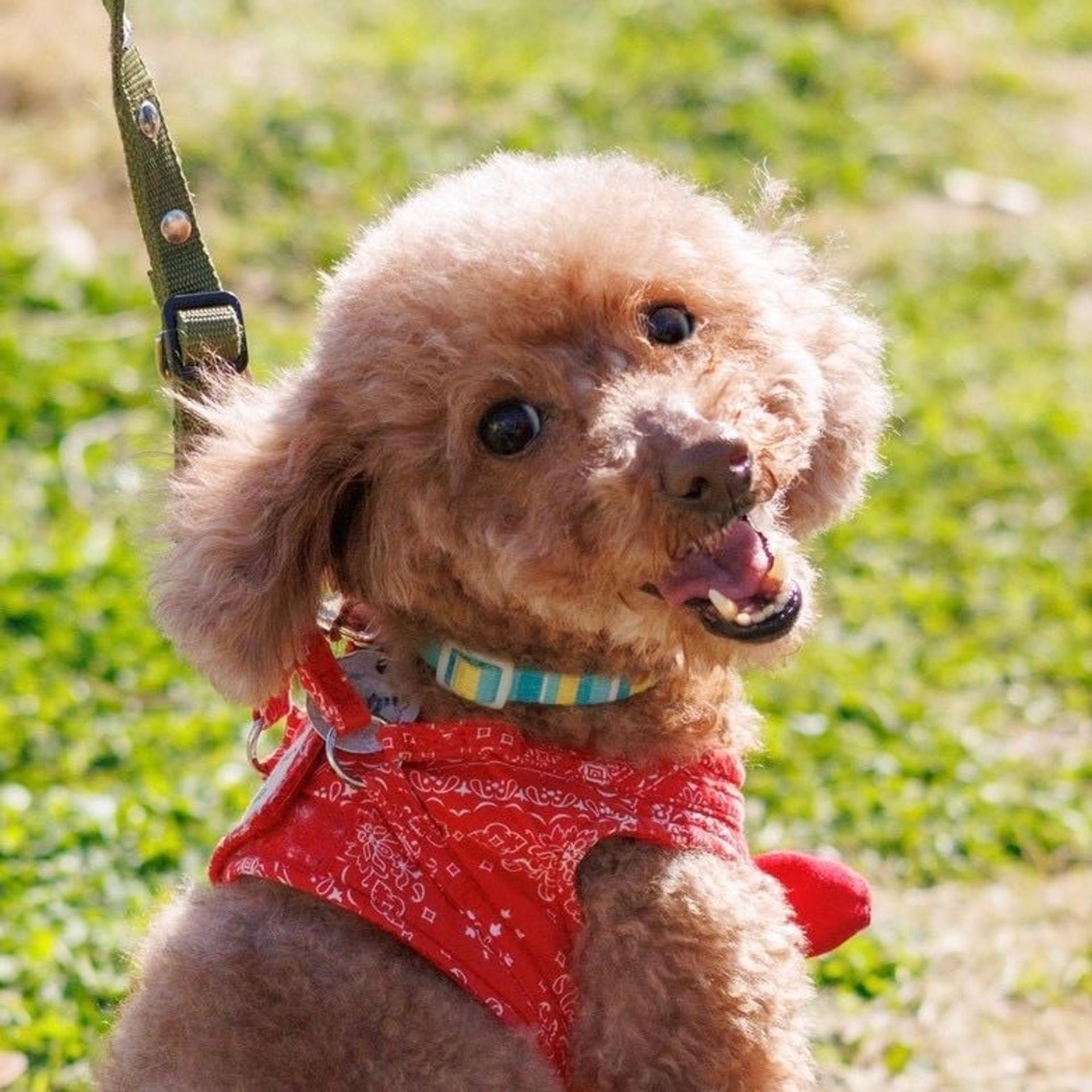 pet-image-4
