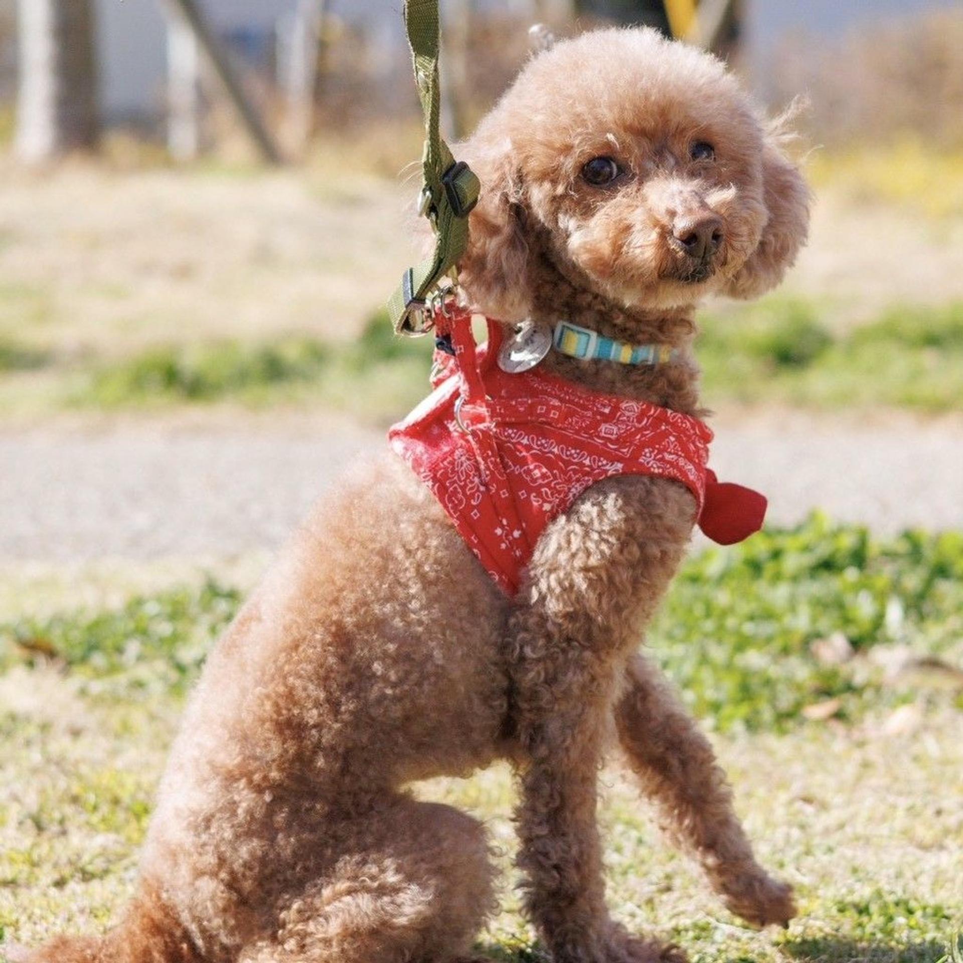 pet-image-5