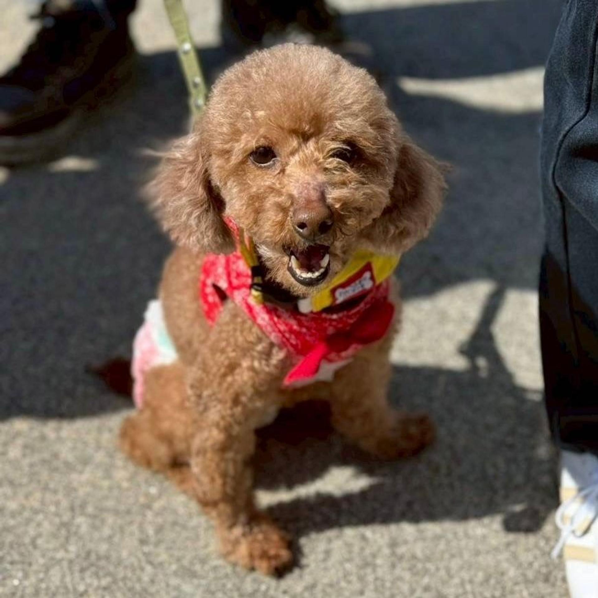 pet-image-8
