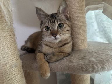 雑種（ミックス猫）・メスの里親募集の写真