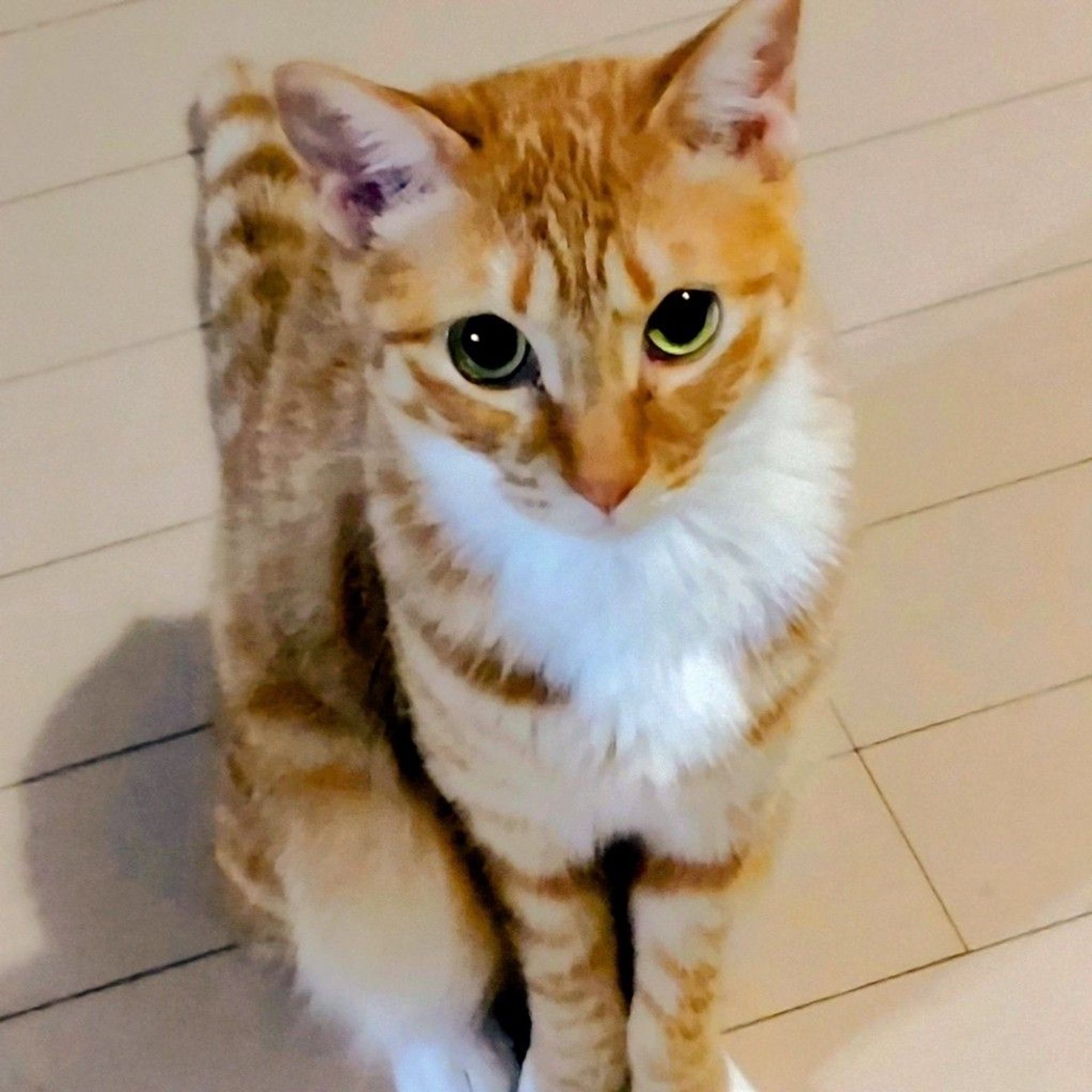 雑種（ミックス猫）・メスの里親募集の写真